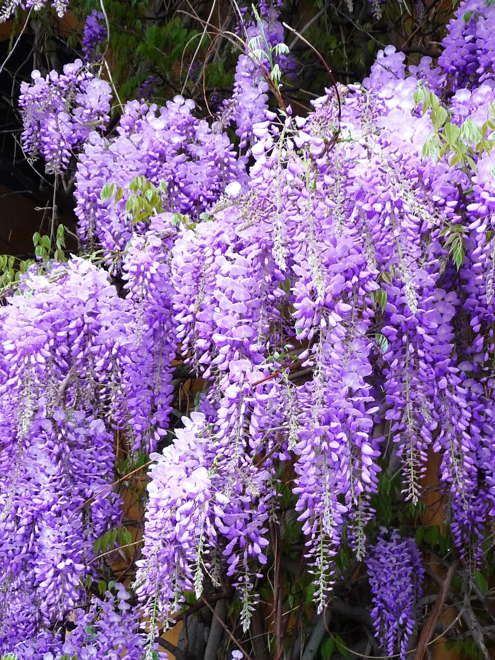 Blue Chinese Wisteria - Image 8