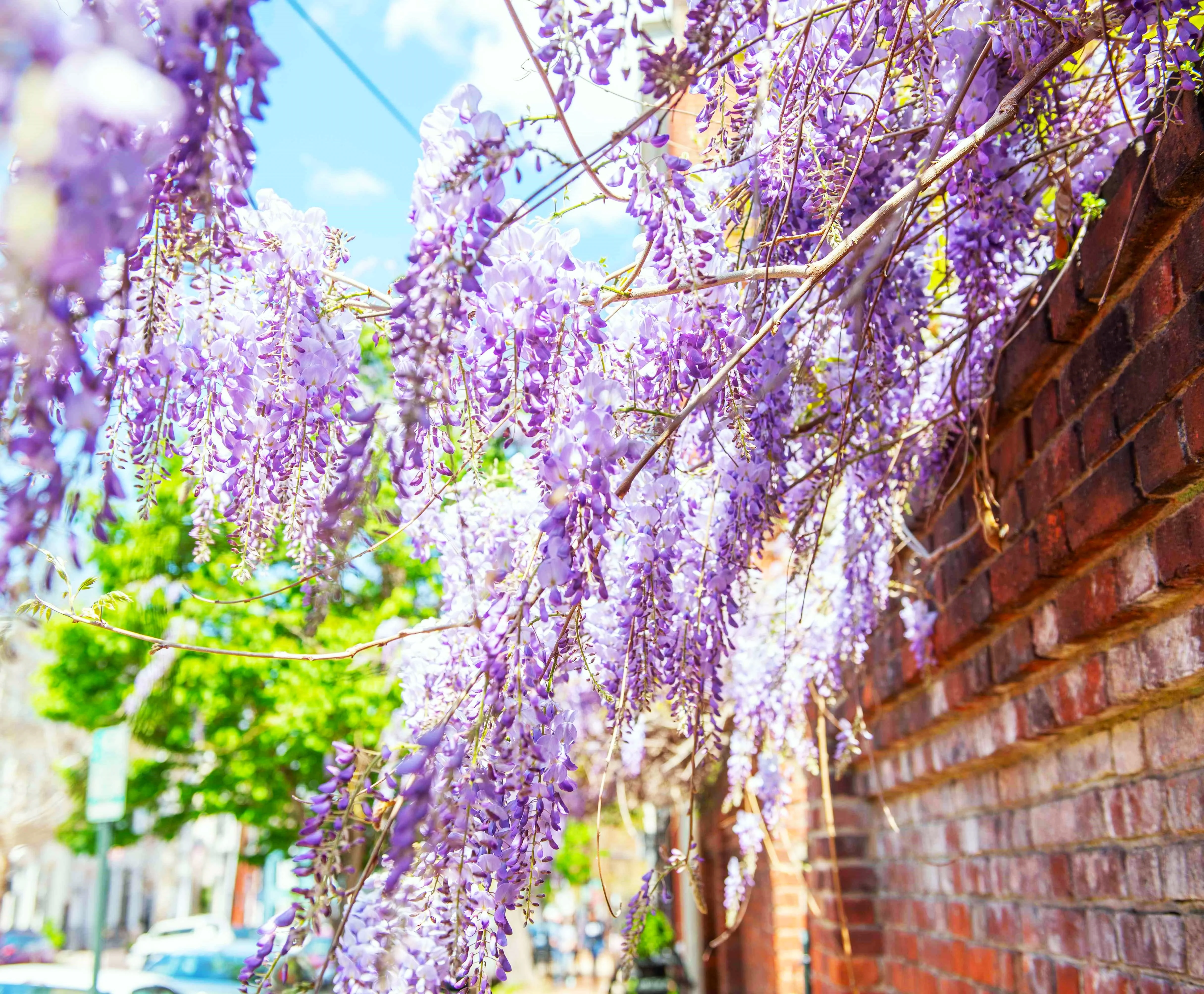 Blue Chinese Wisteria - Image 9