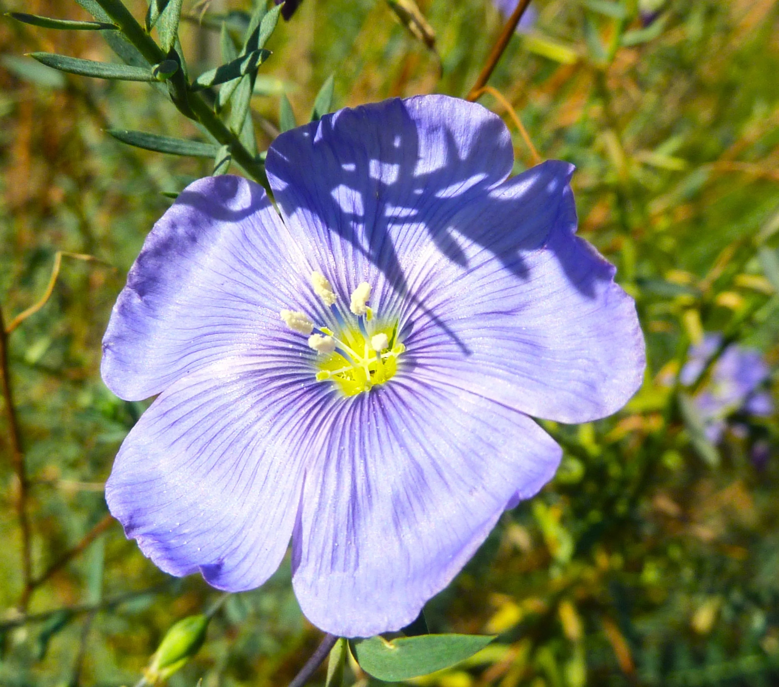 Blue Flax Wildflower - Image 3