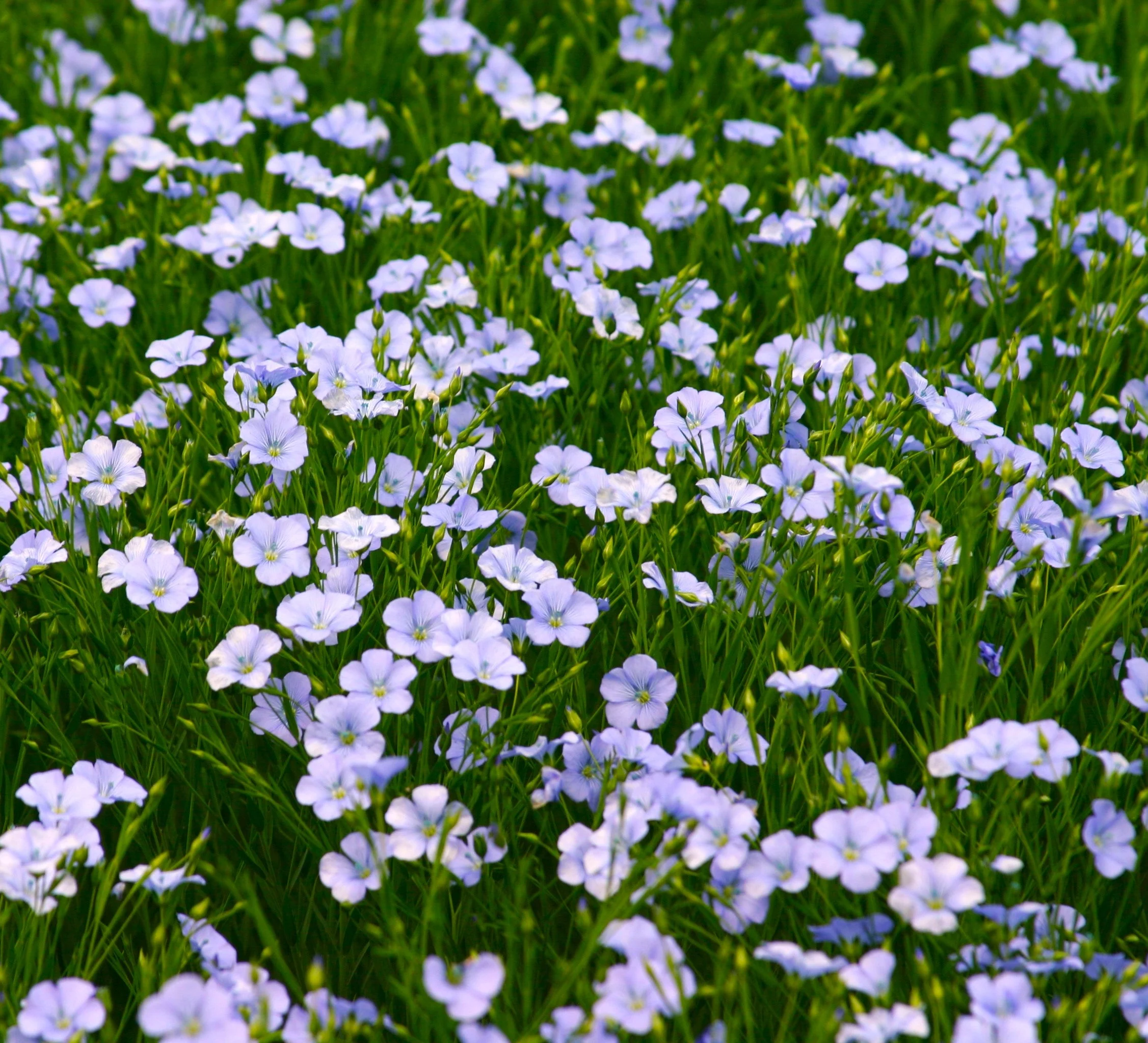 Blue Flax Wildflower - Image 4