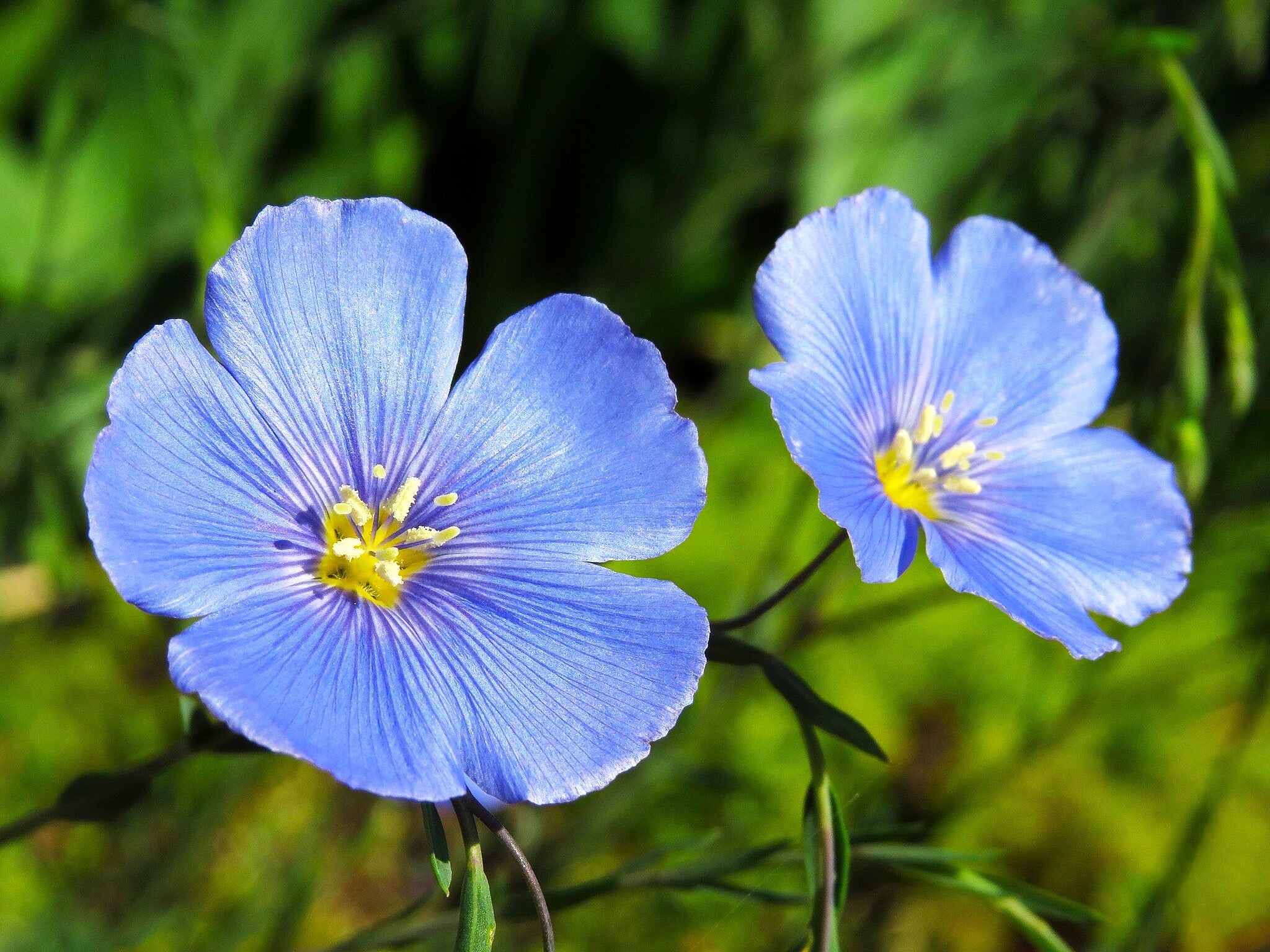 Blue Flax Wildflower - Image 5