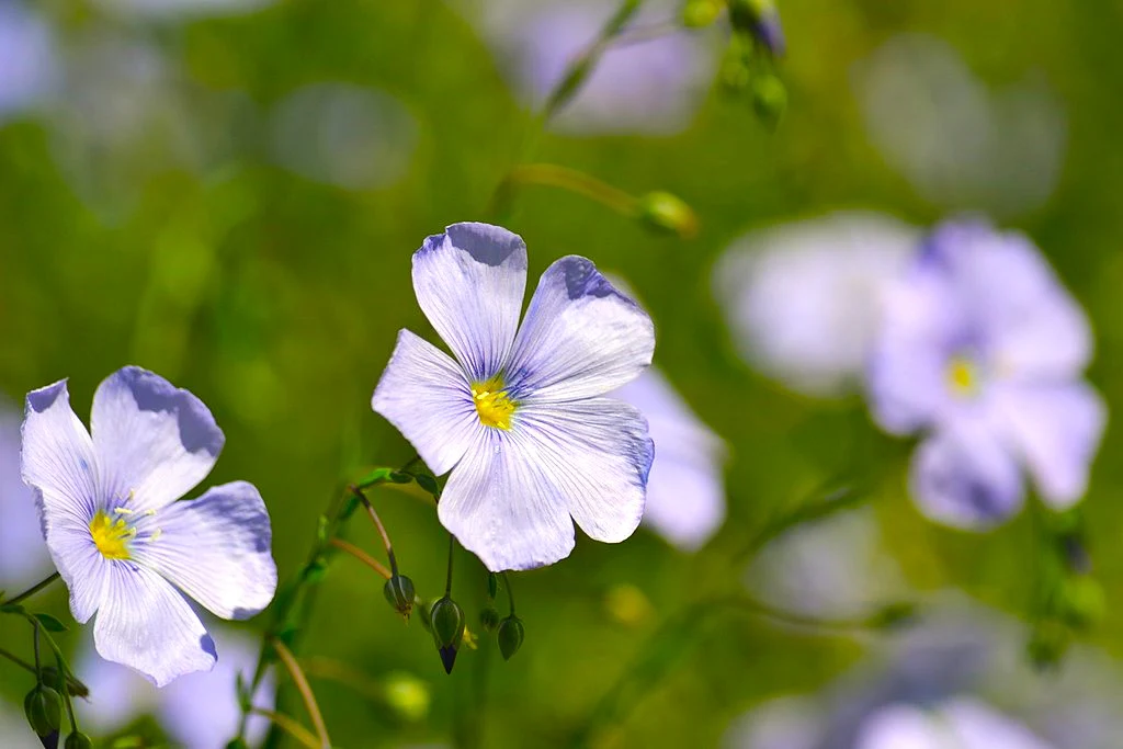 Blue Flax Wildflower - Image 6