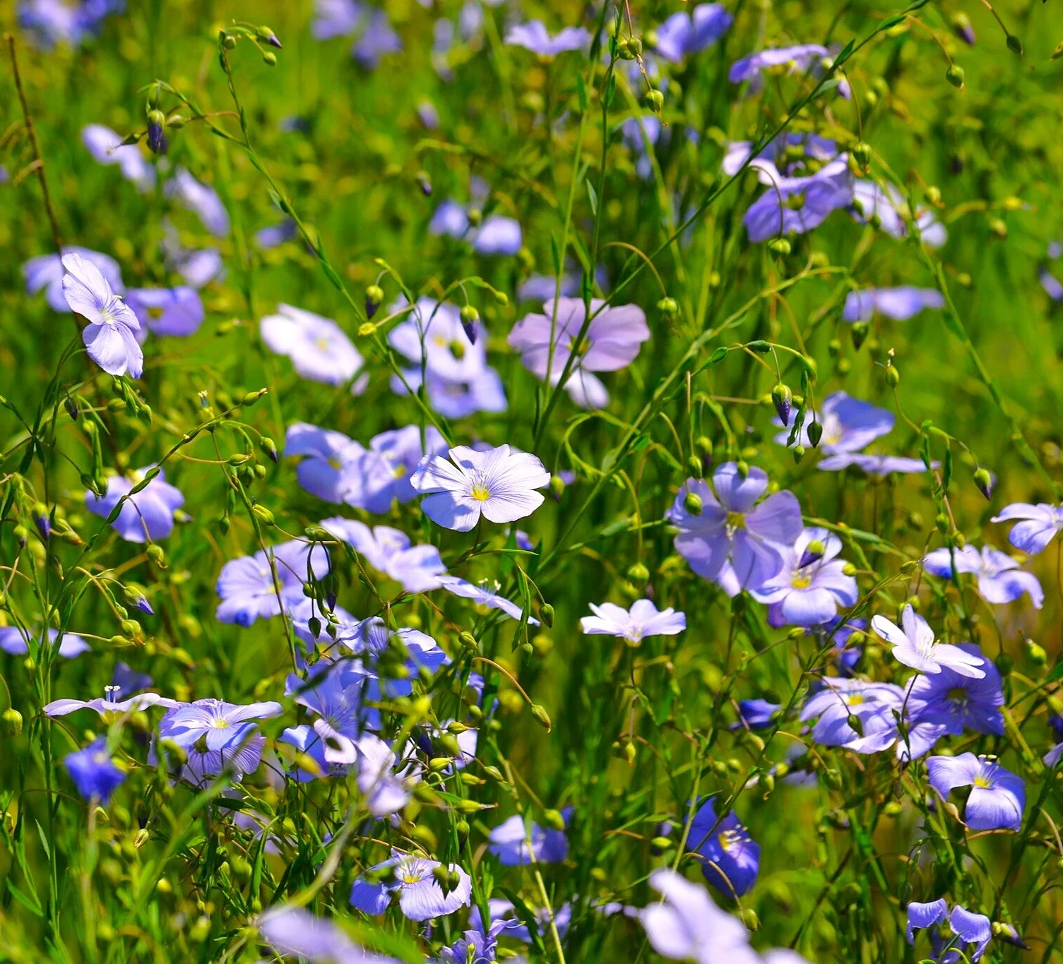 Blue Flax Wildflower - Image 7