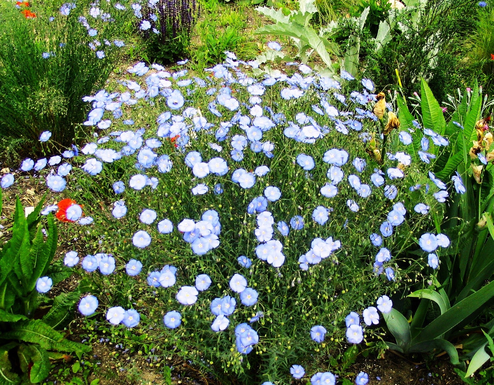 Blue Flax Wildflower - Image 8
