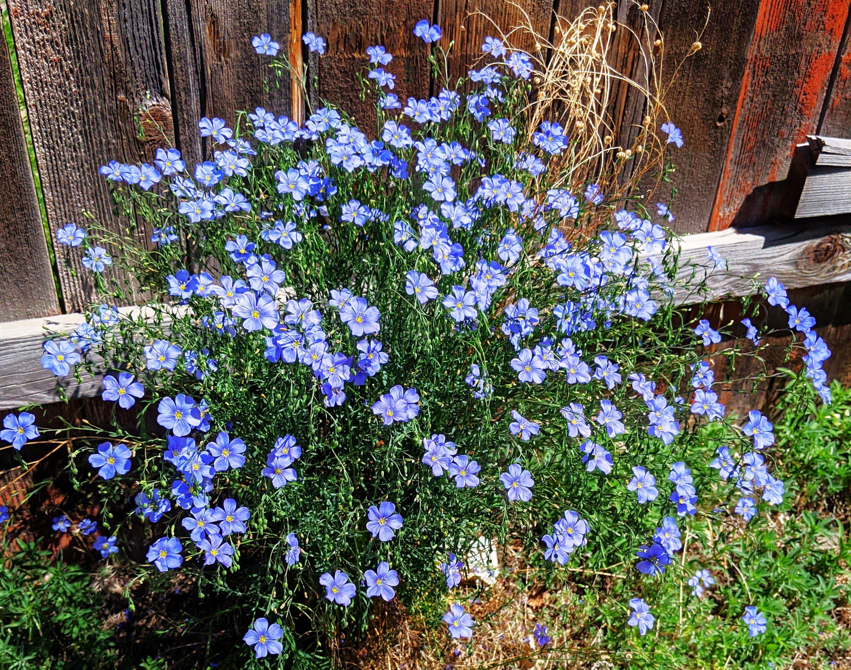 Blue Flax Wildflower - Image 9