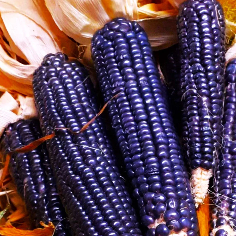 Blue Hopi Flint Corn Ornamental