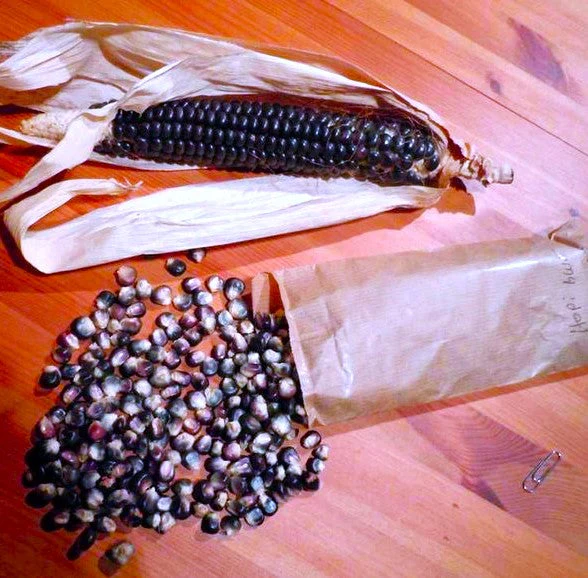 Blue Hopi Flint Corn Ornamental - Image 10