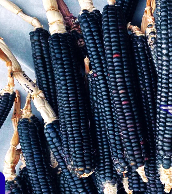 Blue Hopi Flint Corn Ornamental - Image 3