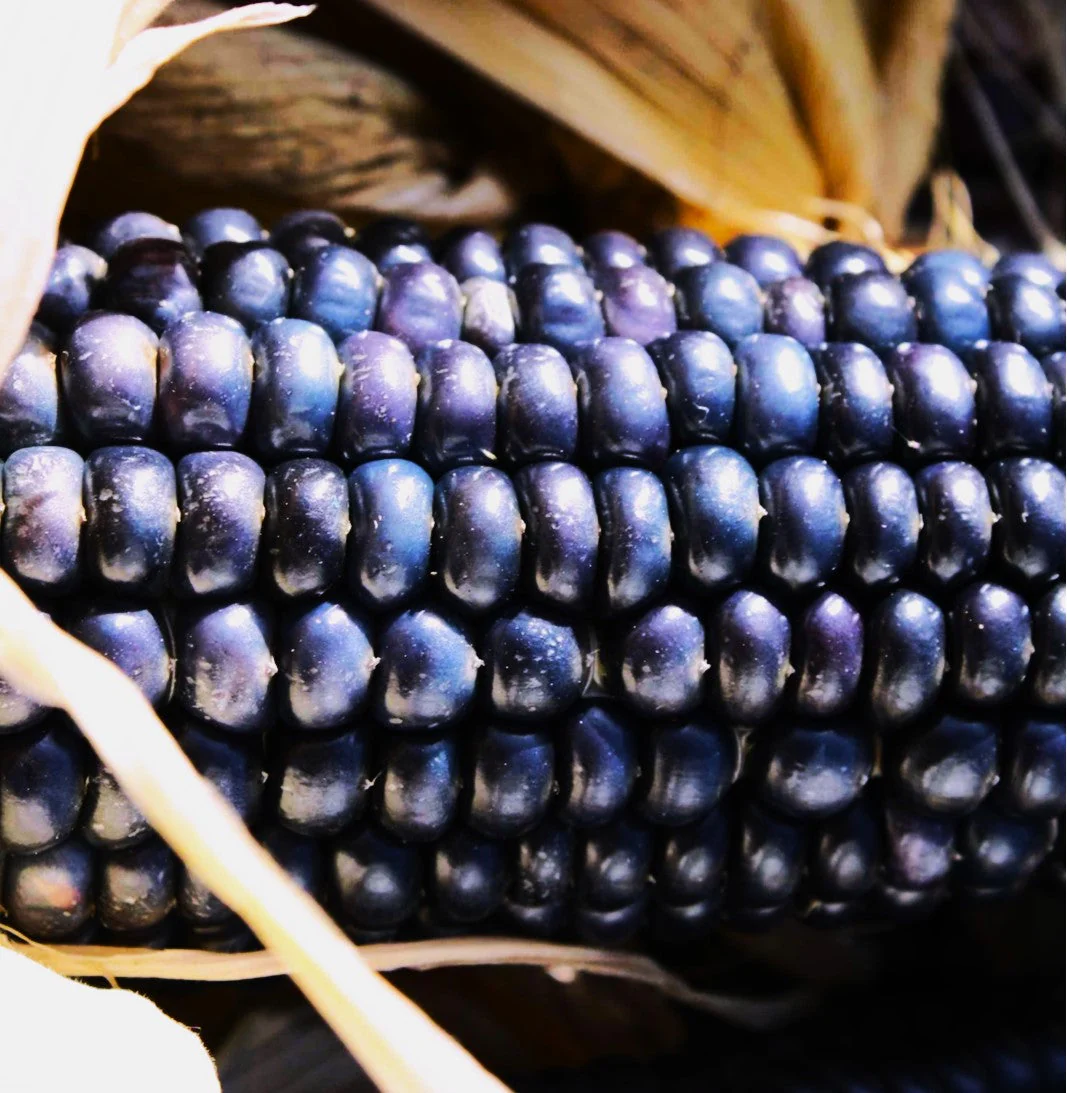 Blue Hopi Flint Corn Ornamental - Image 4