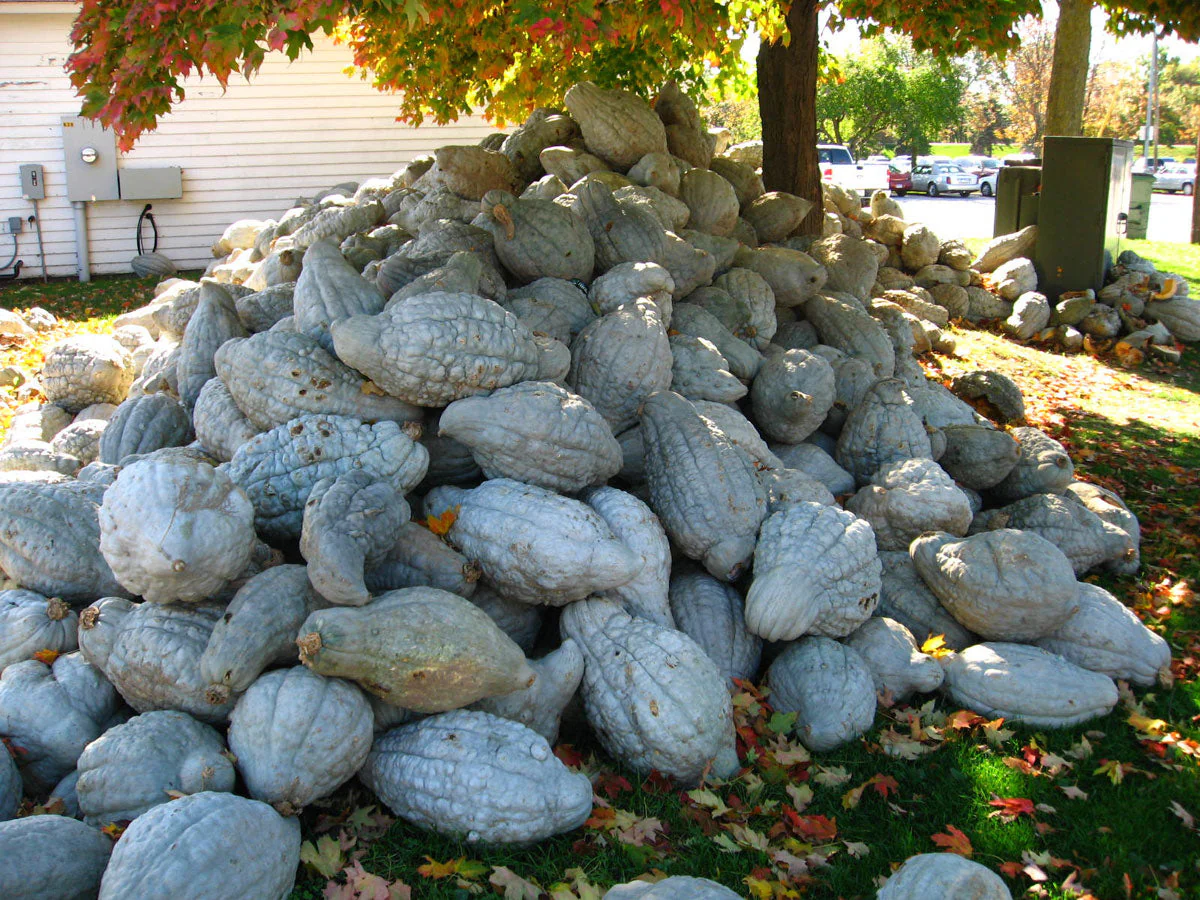 Blue Hubbard Squash - Image 3