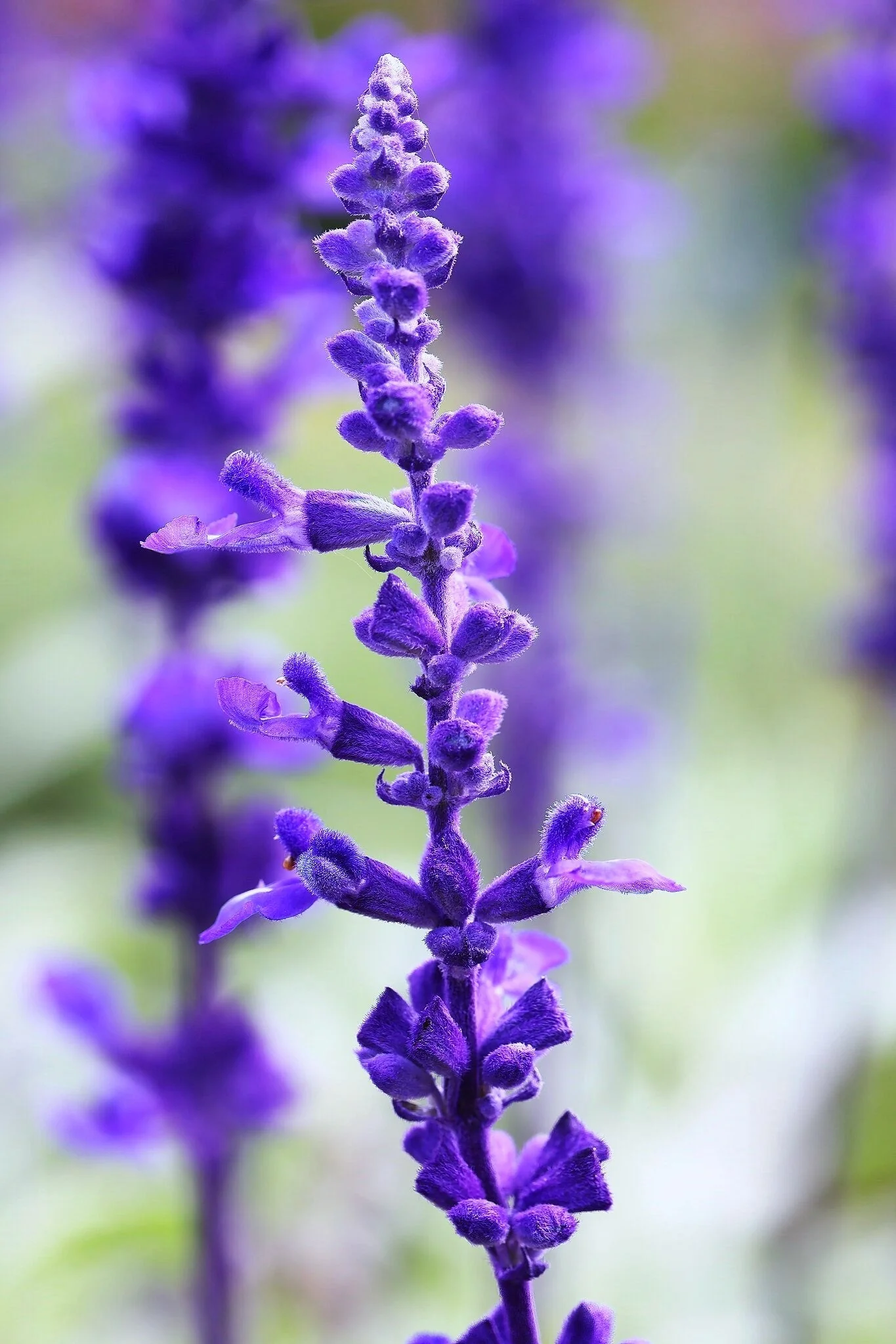 Blue Sage - Image 10
