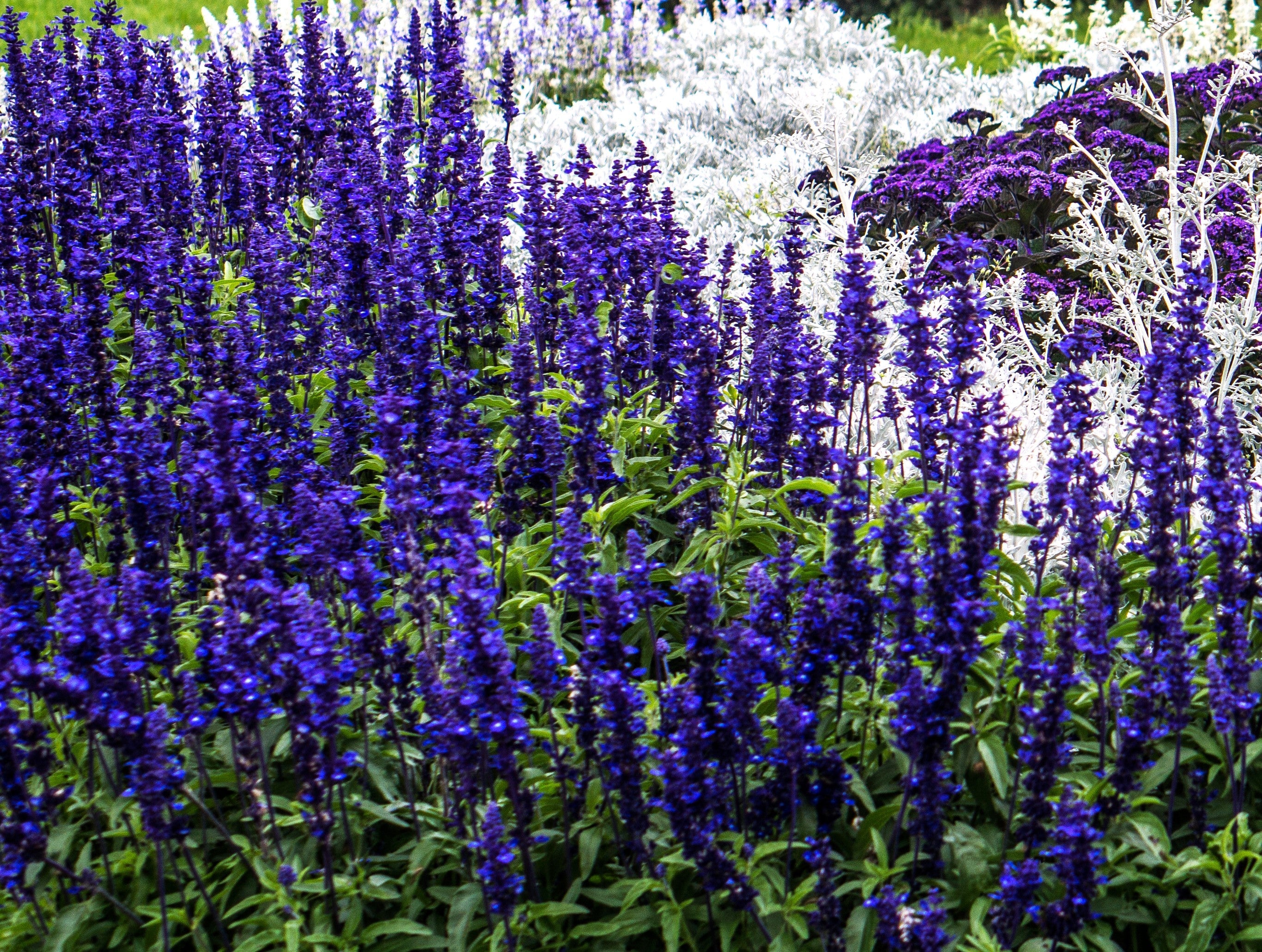 Blue Sage - Image 3