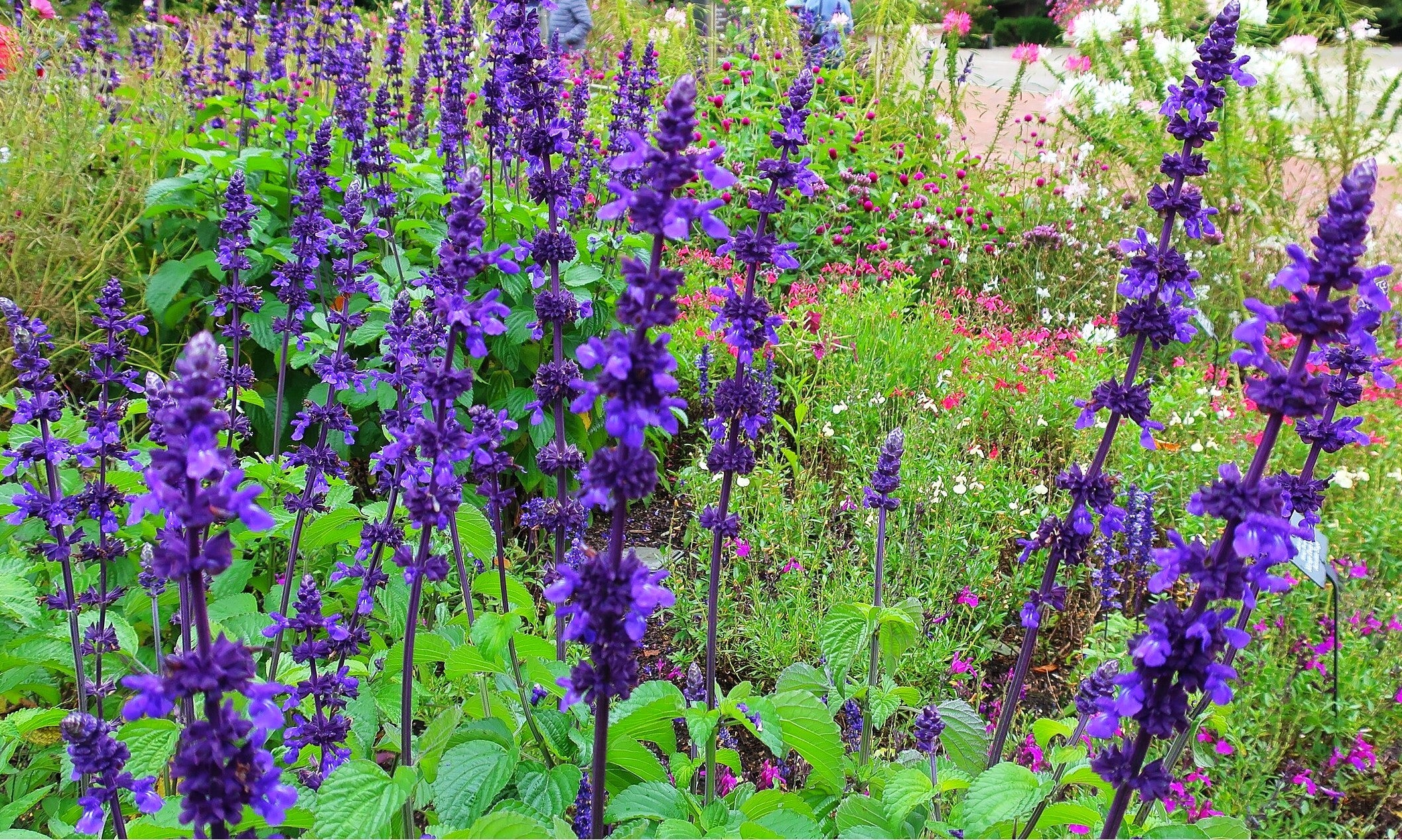 Blue Sage - Image 4