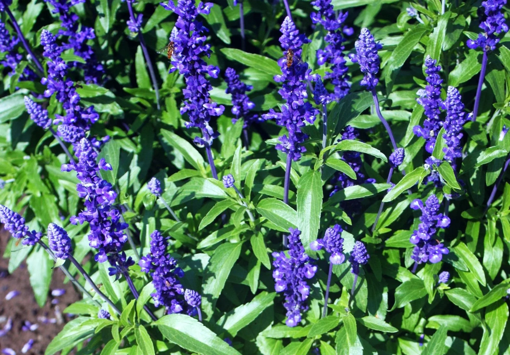 Blue Sage - Image 5