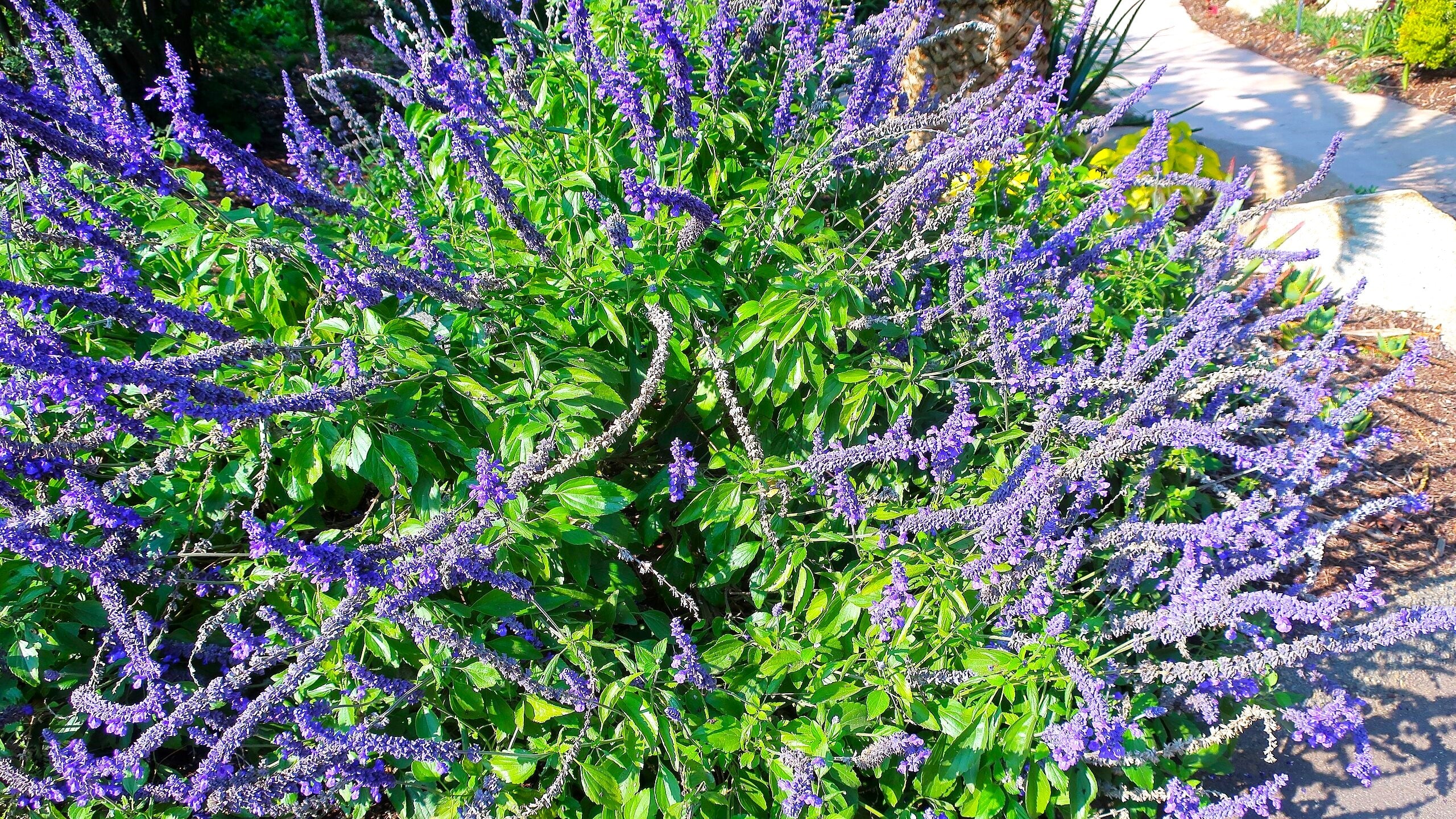 Blue Sage - Image 6