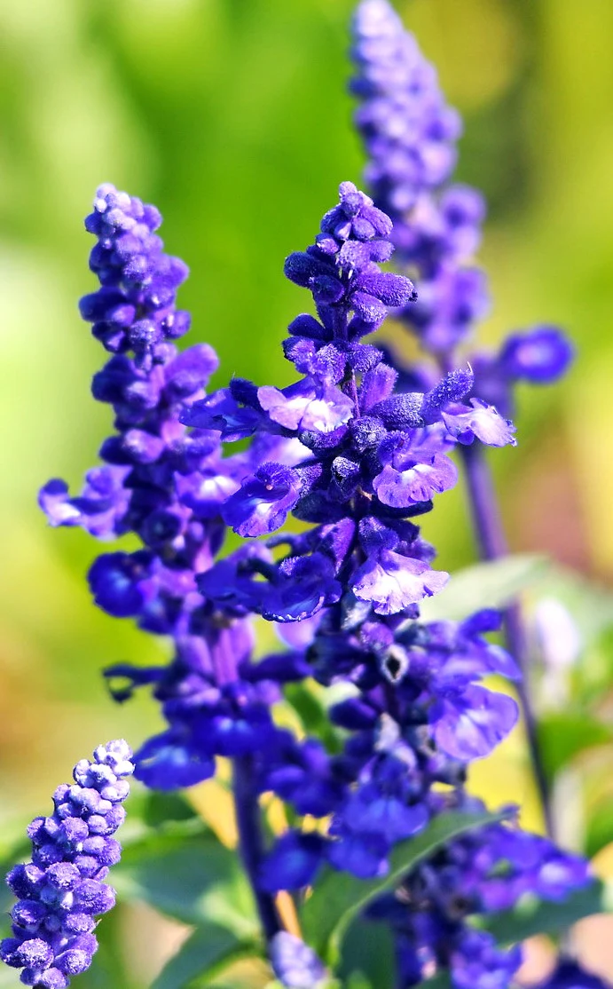 Blue Sage - Image 9