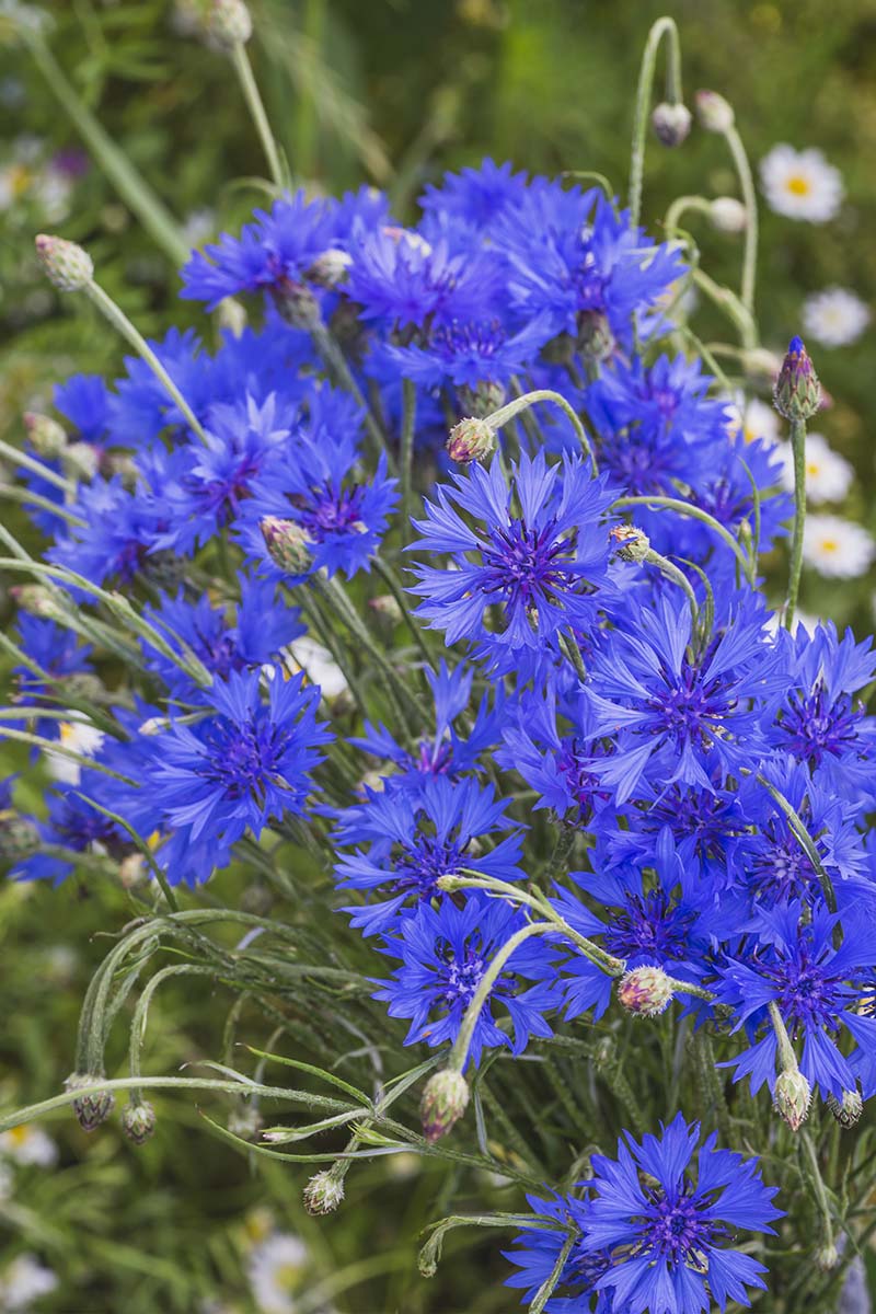 Blue Tall Bachelor Button - Image 3