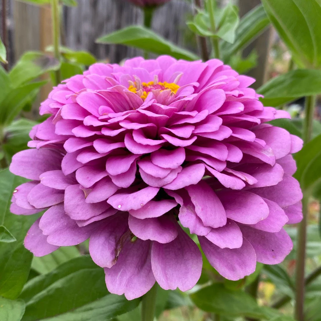 Blueberry Cheesecake Mix Zinnia - Image 4