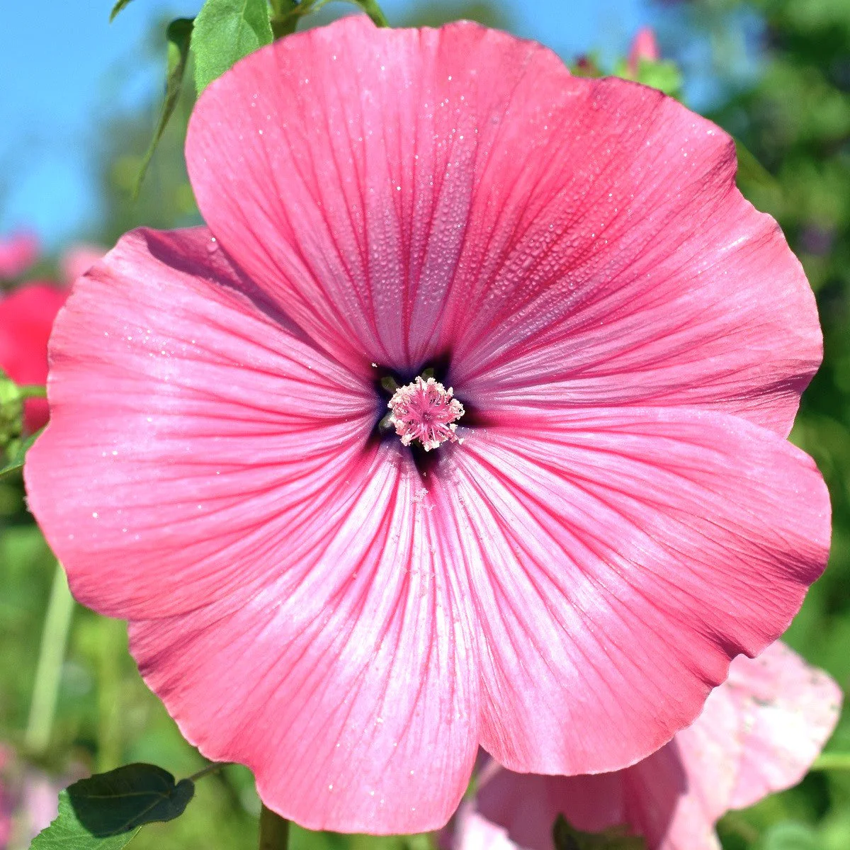 Blush Pink Regis Rose Mallow