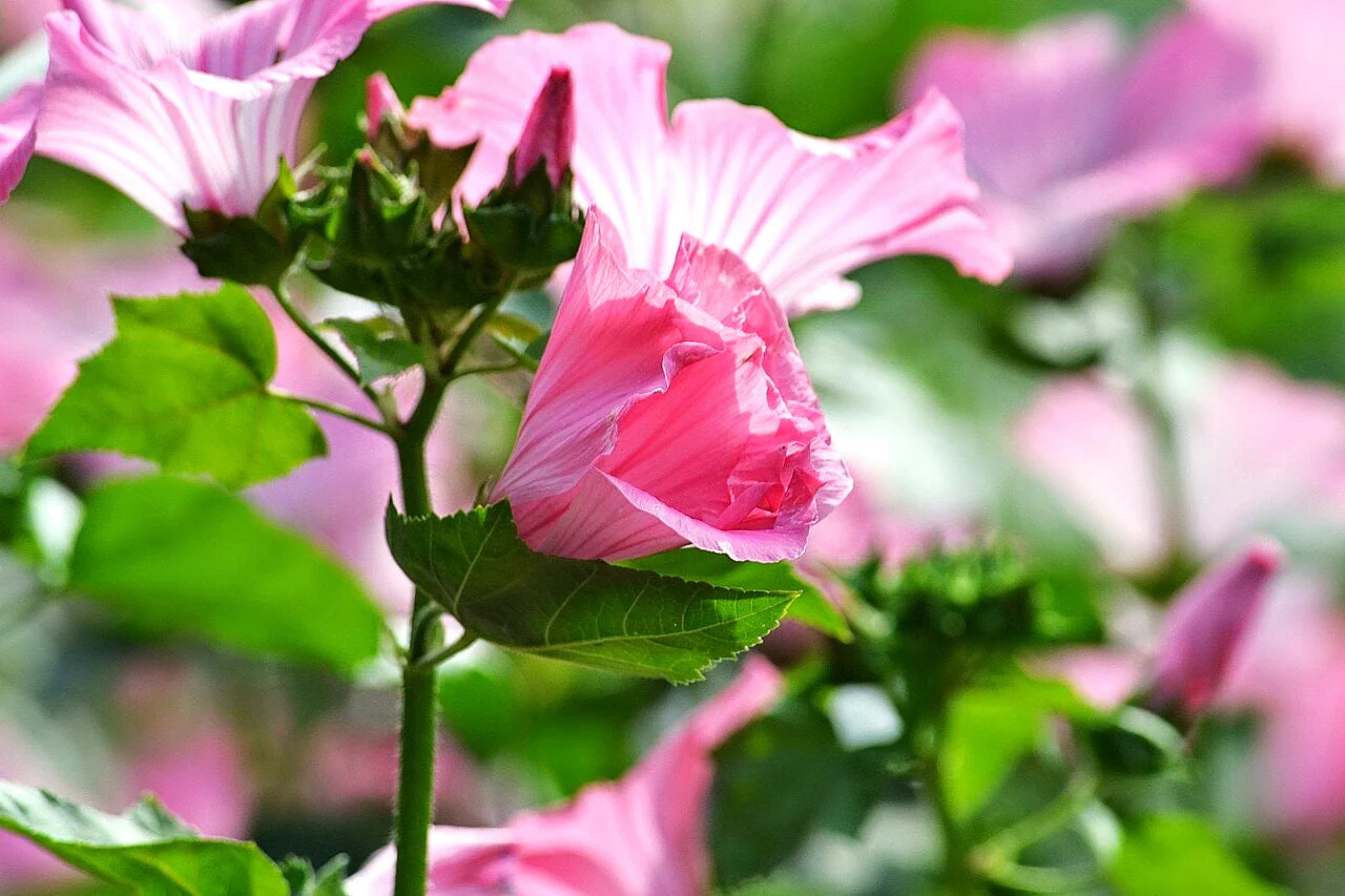 Blush Pink Regis Rose Mallow - Image 10