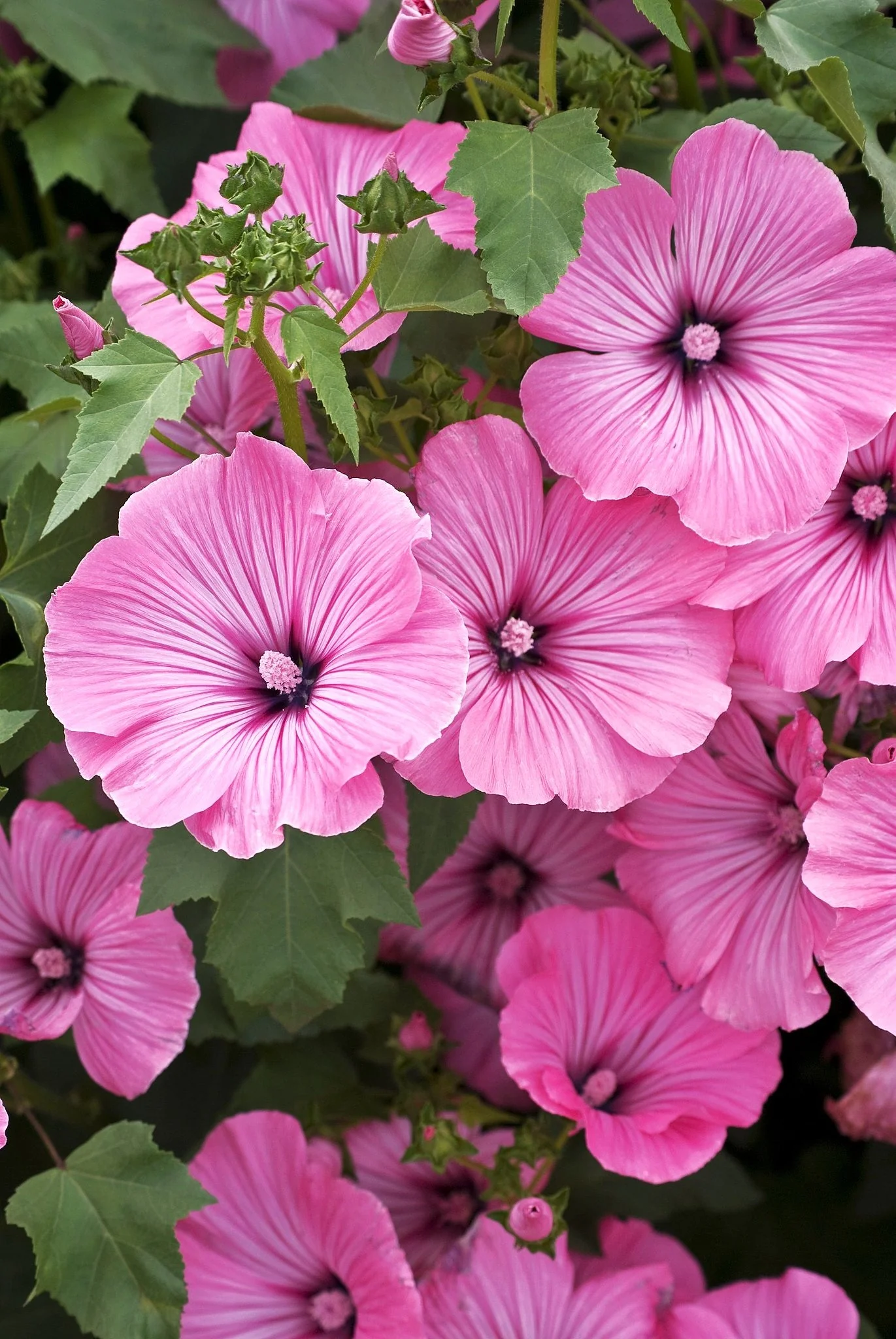 Blush Pink Regis Rose Mallow - Image 2