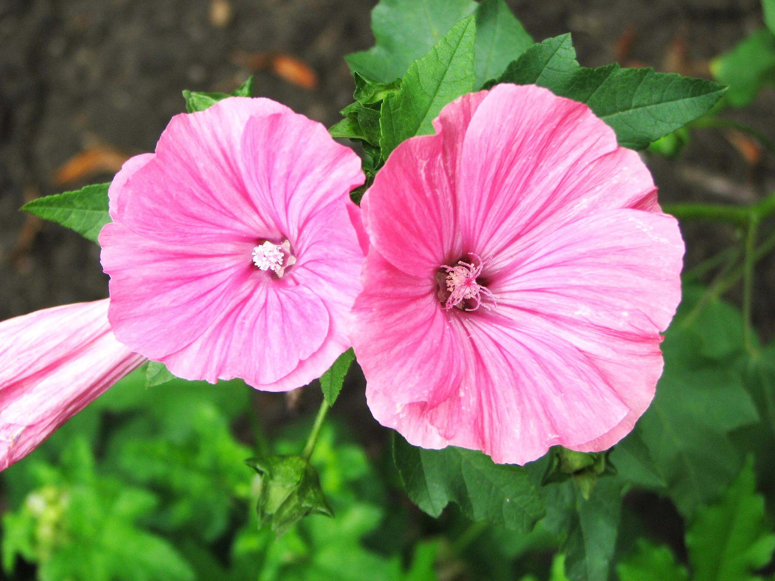 Blush Pink Regis Rose Mallow - Image 3