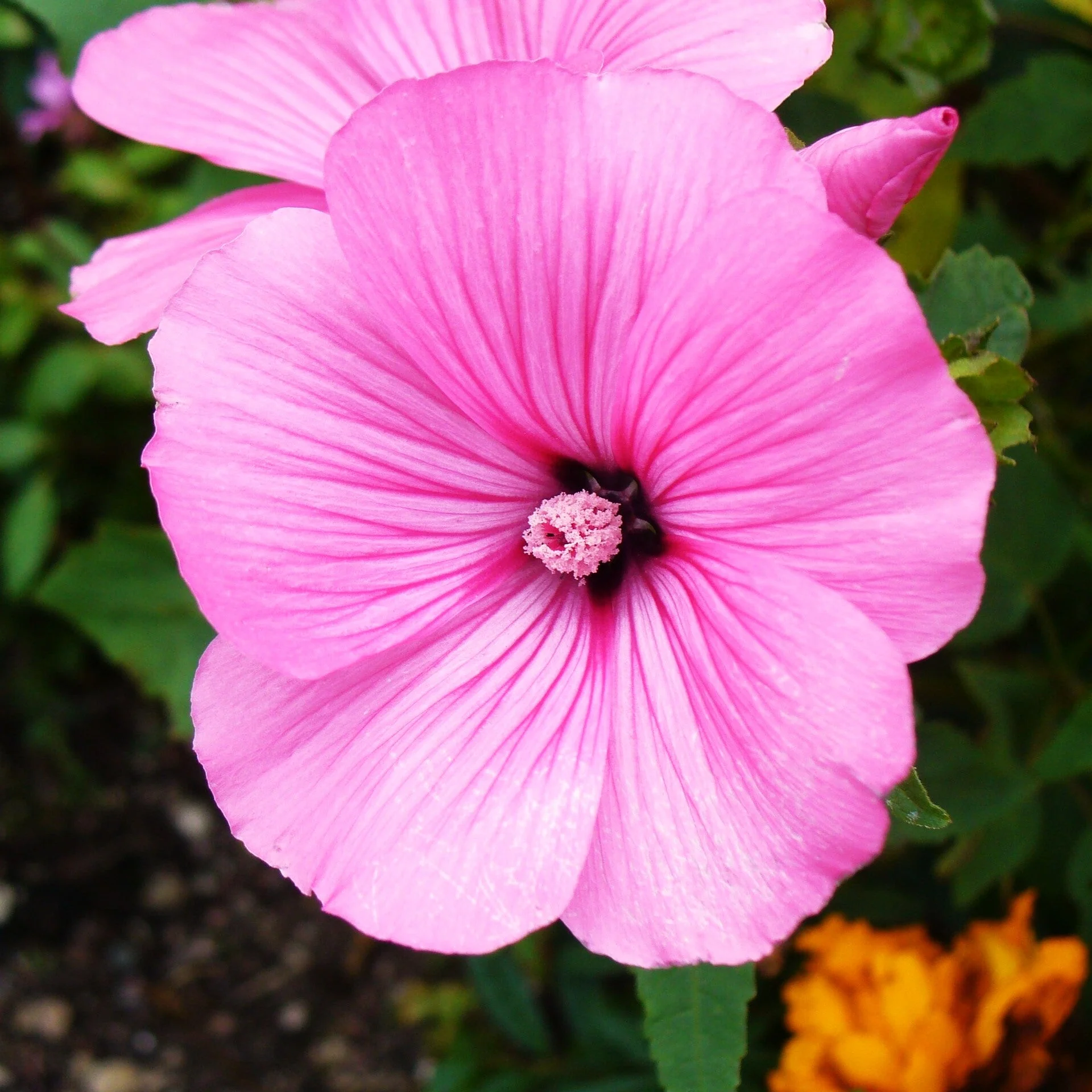 Blush Pink Regis Rose Mallow - Image 6
