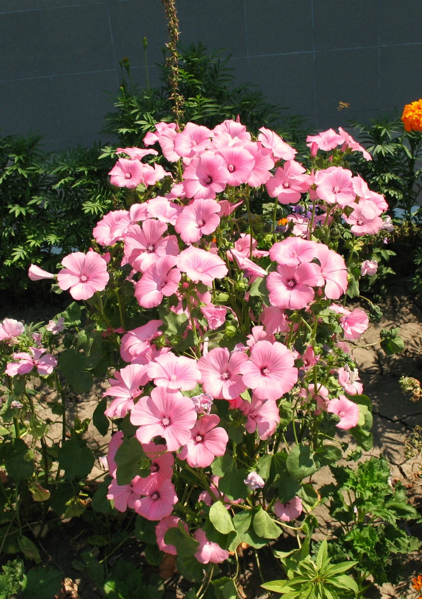 Blush Pink Regis Rose Mallow - Image 8