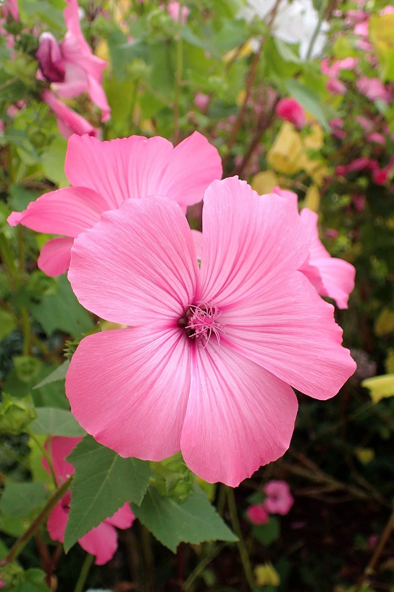 Blush Pink Regis Rose Mallow - Image 9