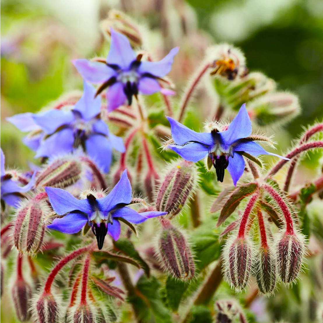 Borage