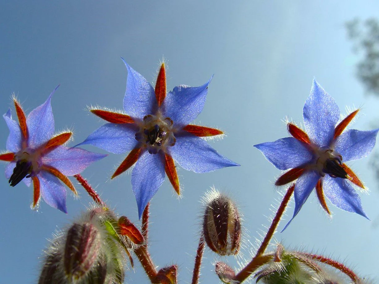 Borage - Image 2