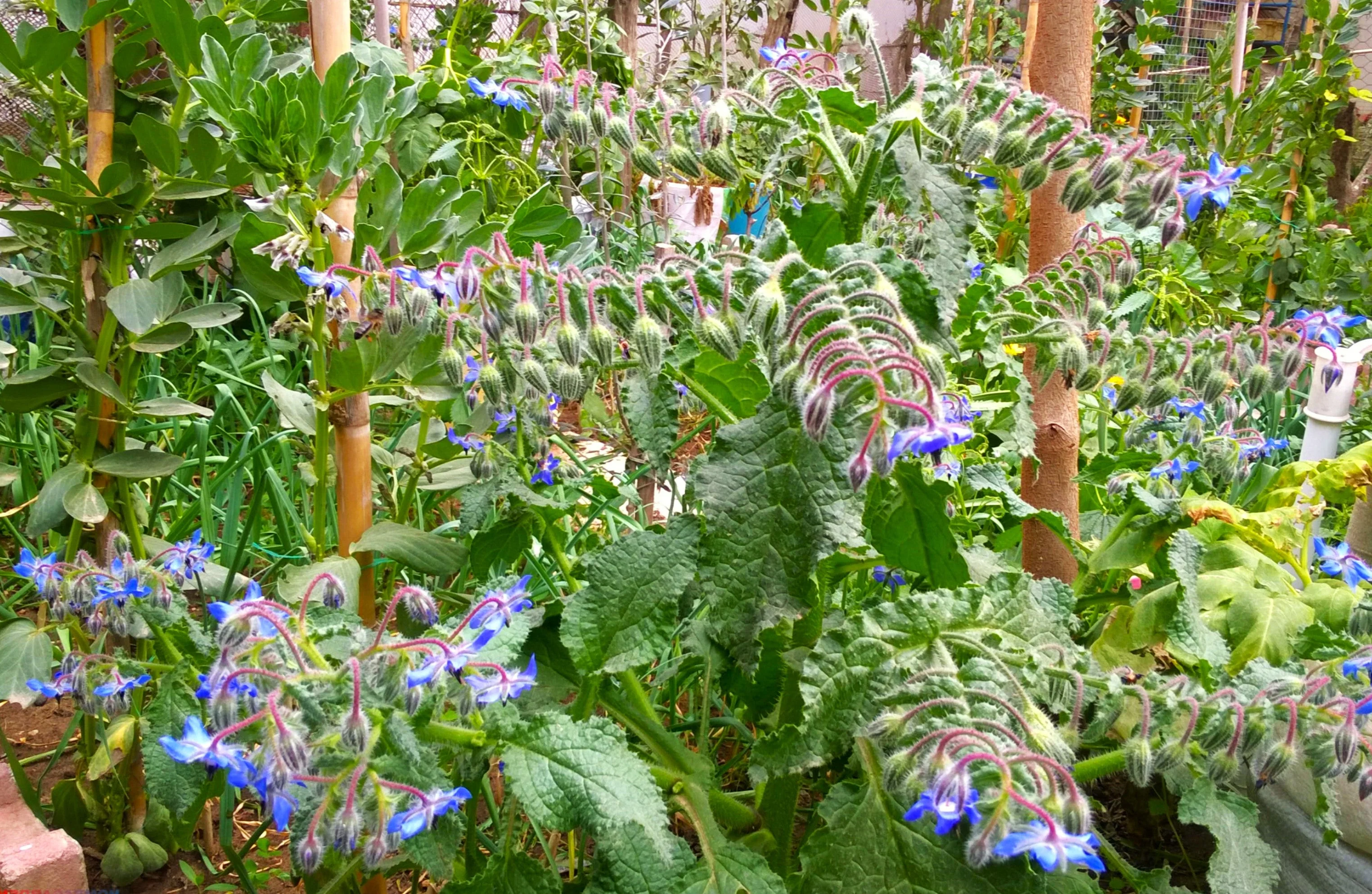Borage - Image 3