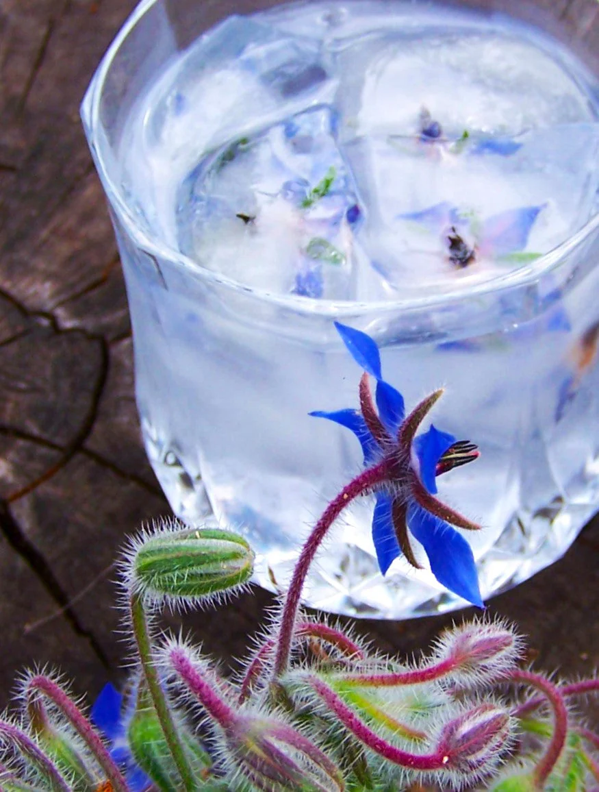Borage - Image 8