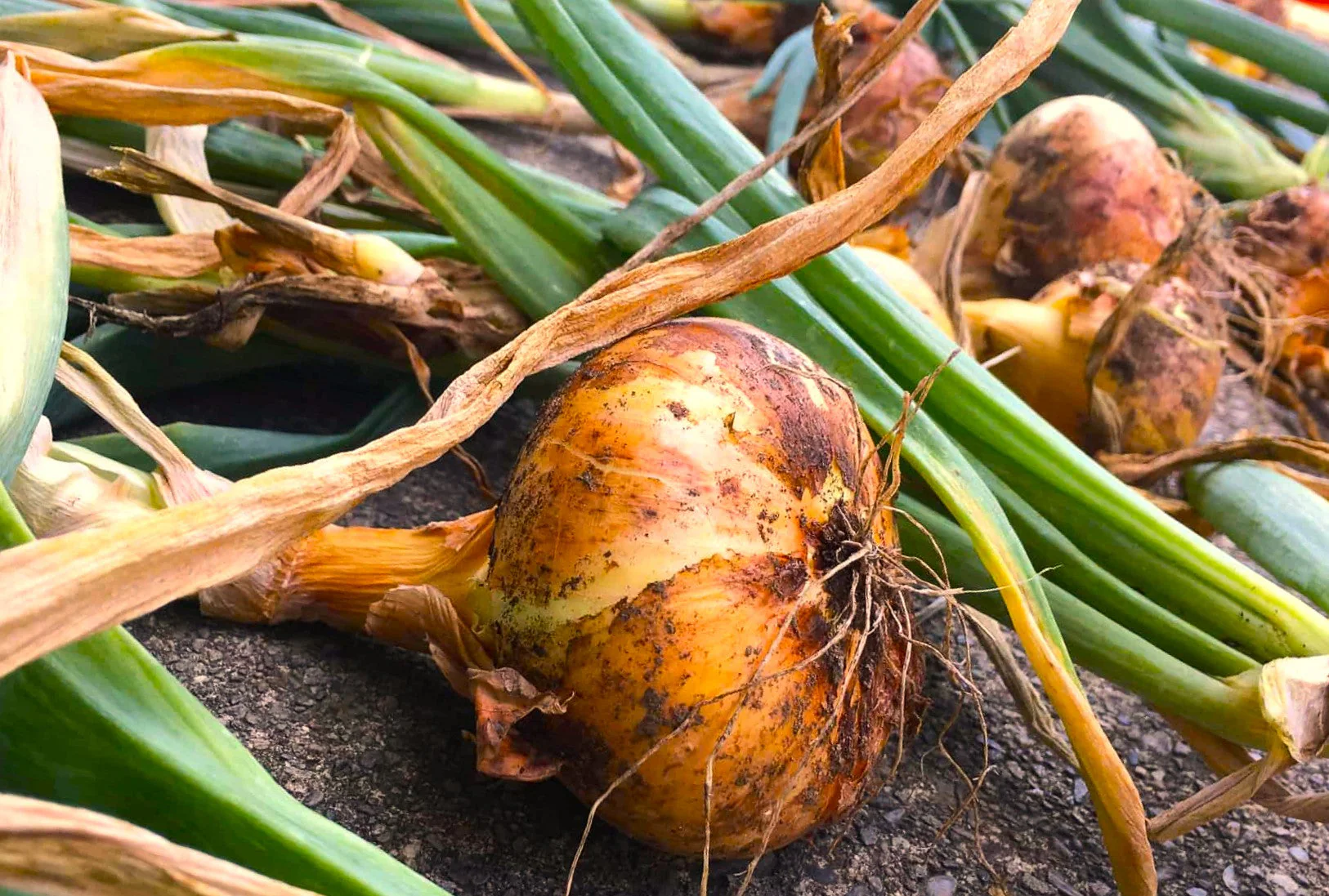Borettana Yellow Cipollini Onion - Image 3