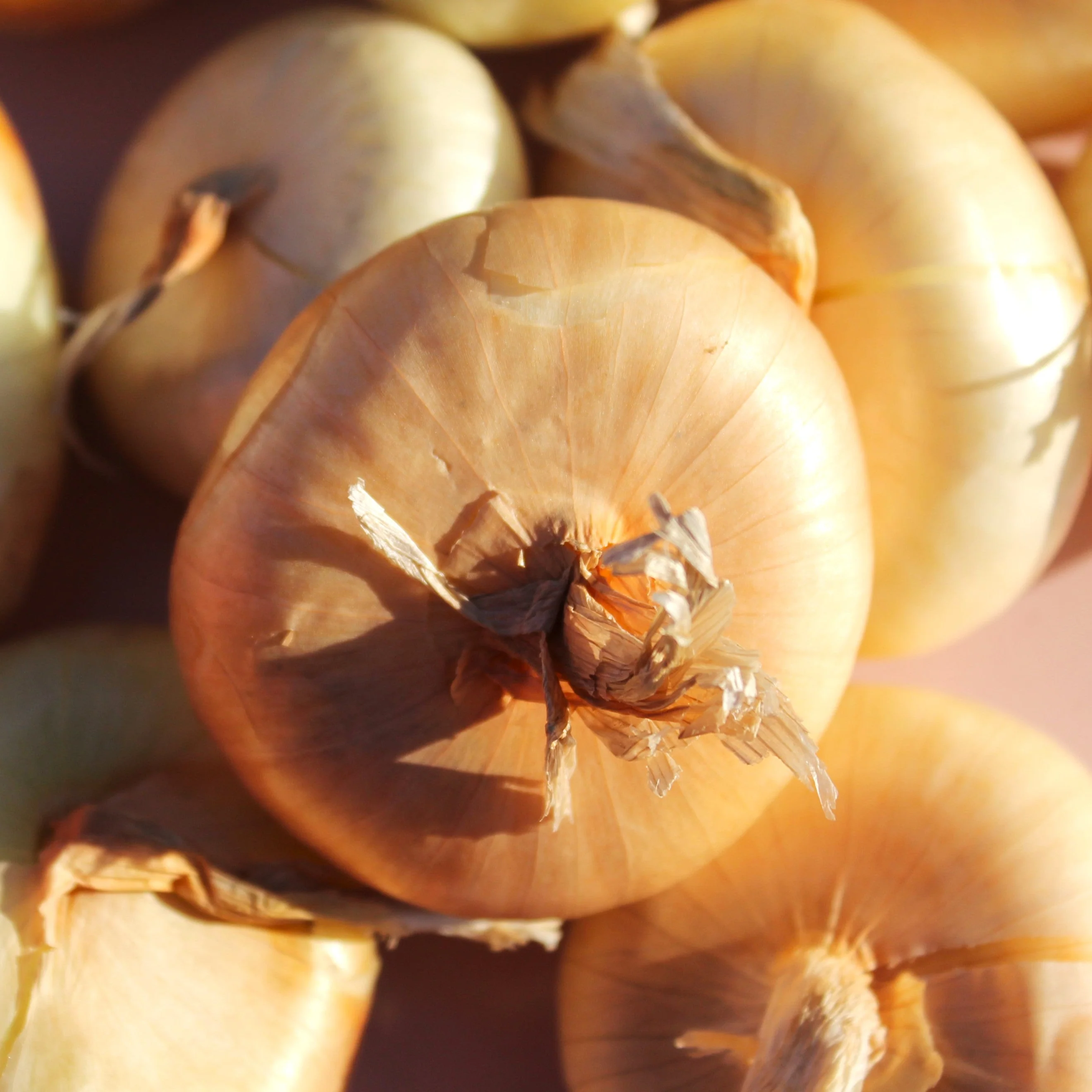 Borettana Yellow Cipollini Onion - Image 5