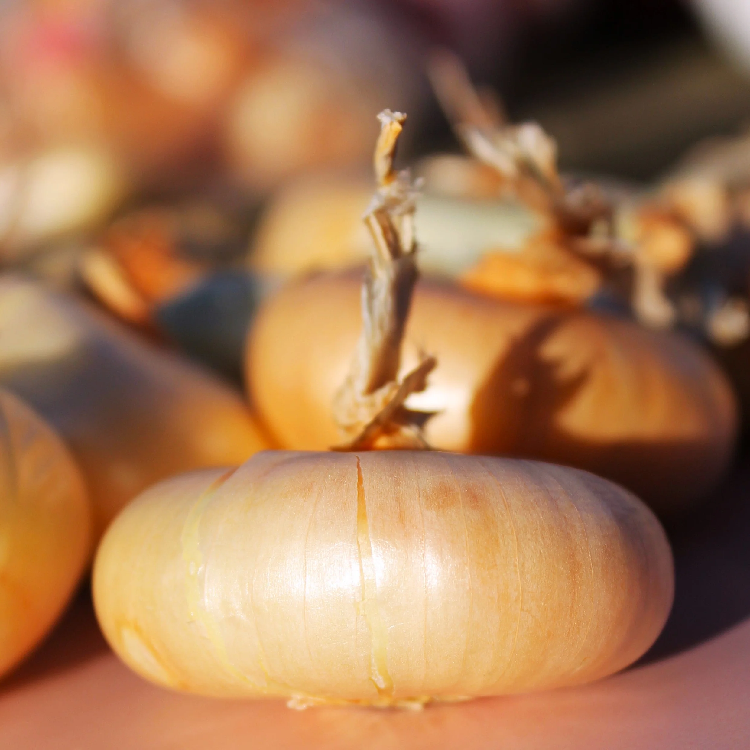 Borettana Yellow Cipollini Onion - Image 6