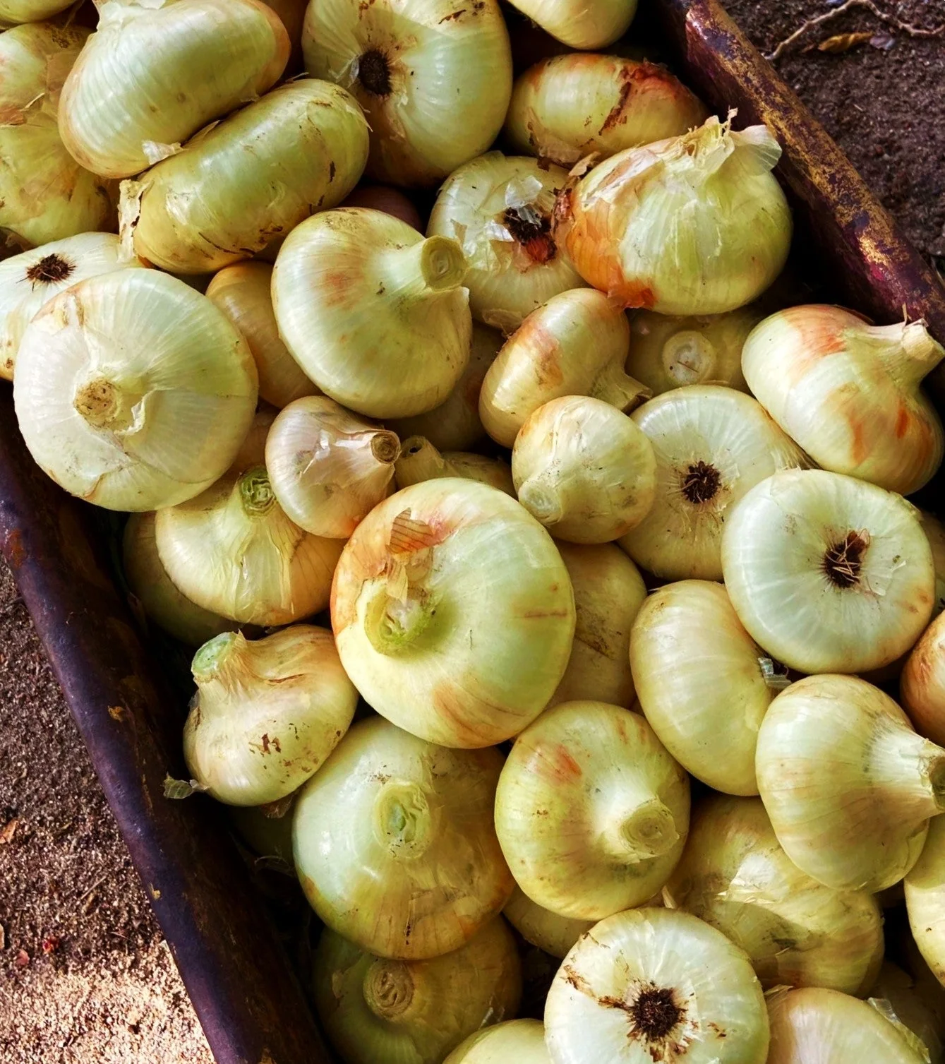 Borettana Yellow Cipollini Onion - Image 7