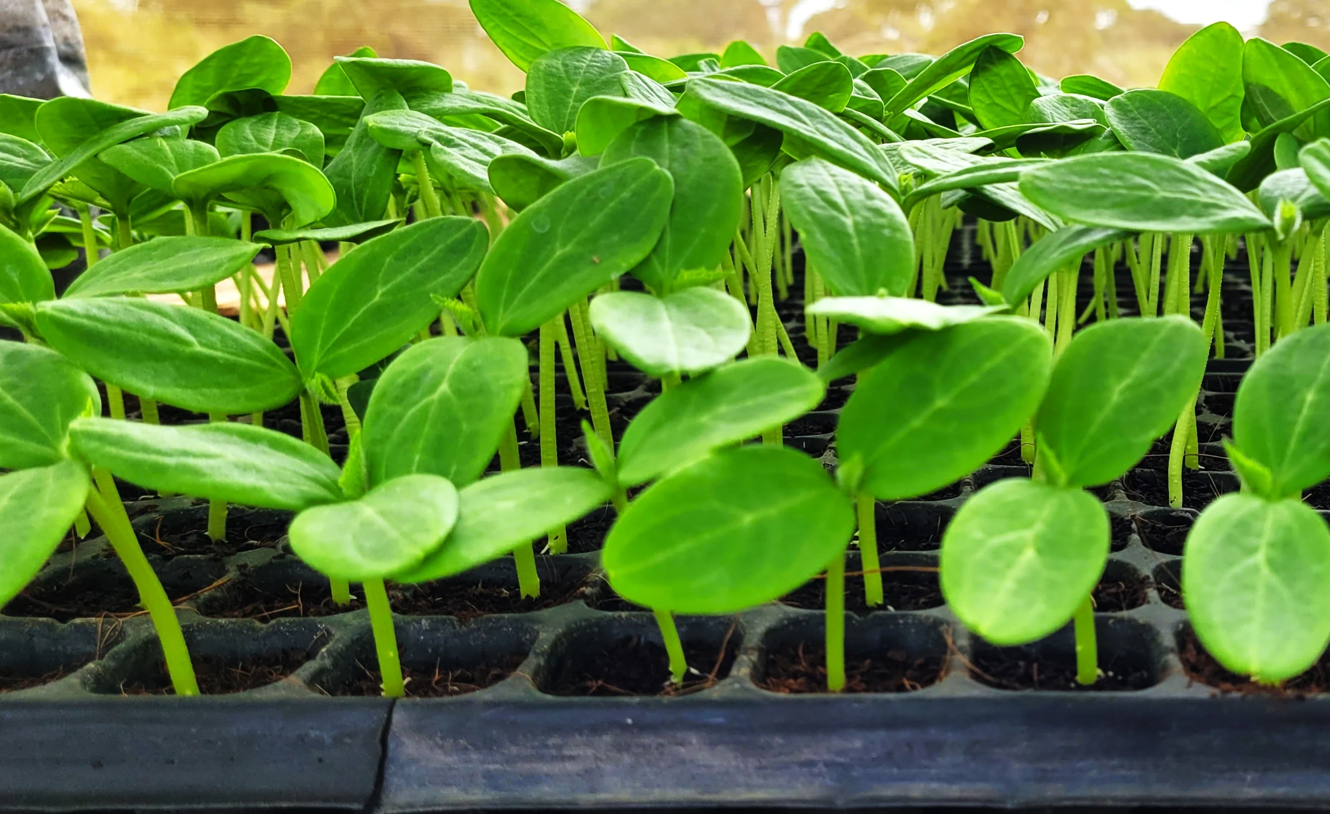 Boston Pickling Cucumber - Image 10