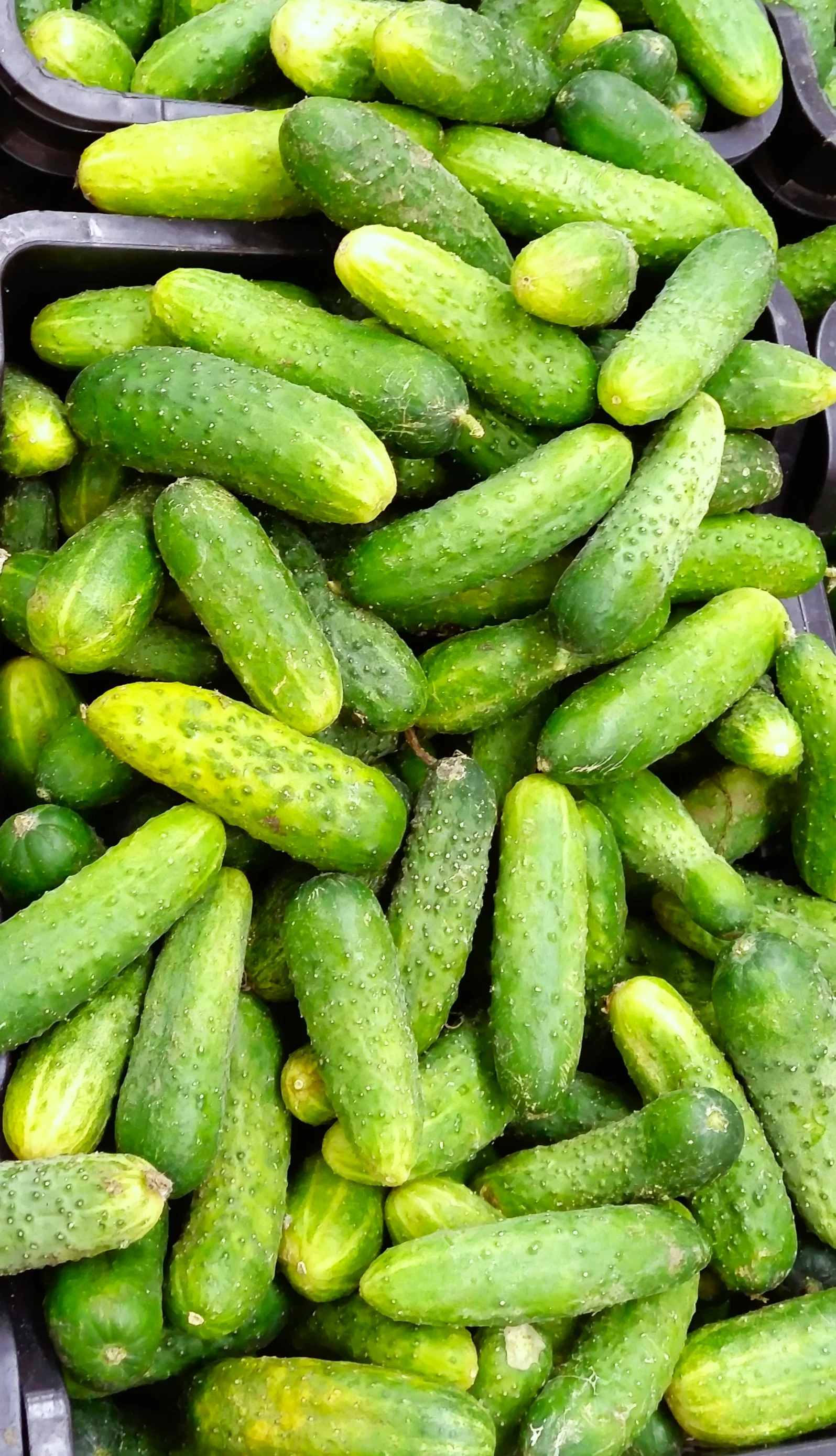 Boston Pickling Cucumber - Image 3