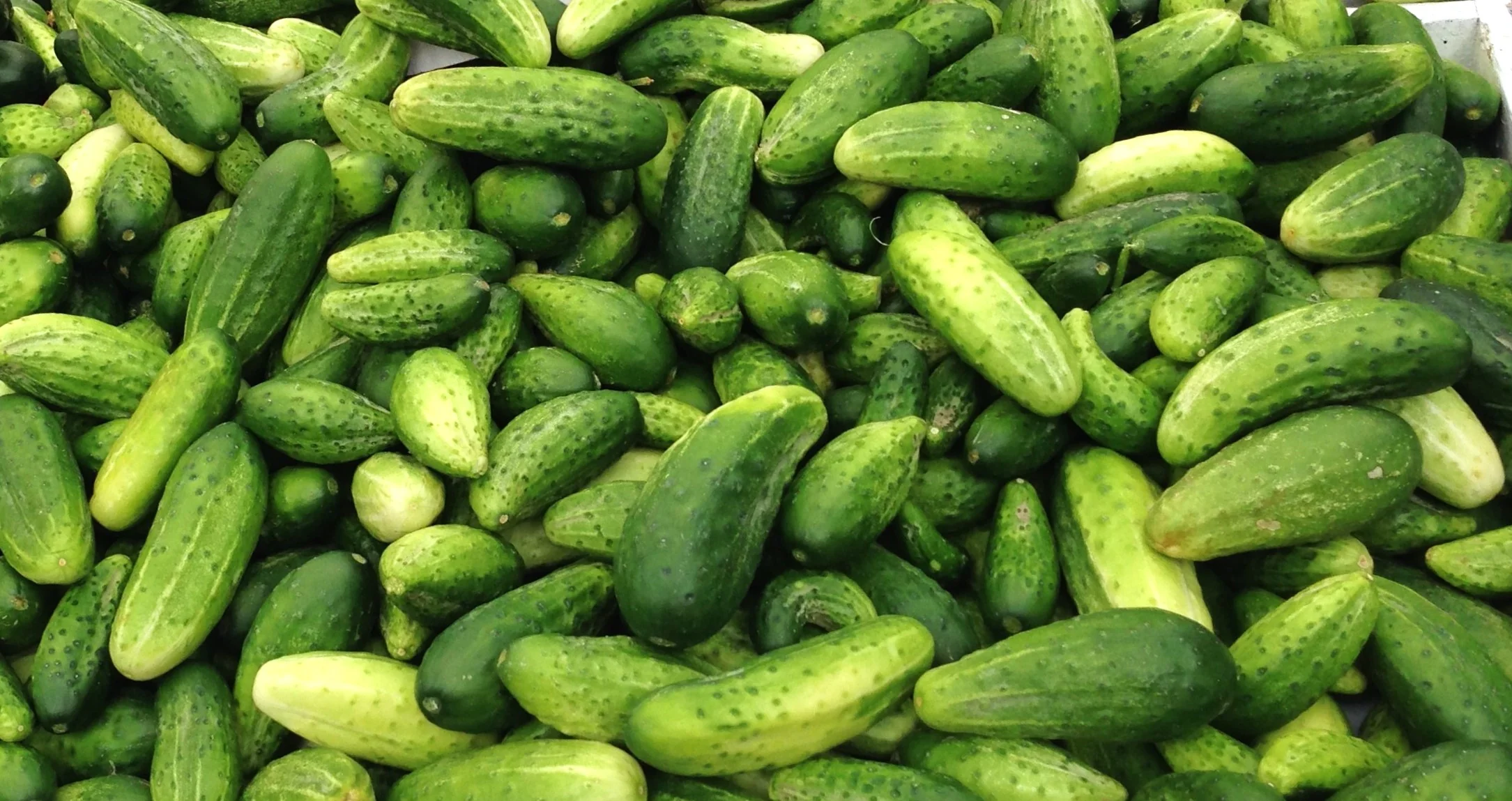 Boston Pickling Cucumber - Image 6