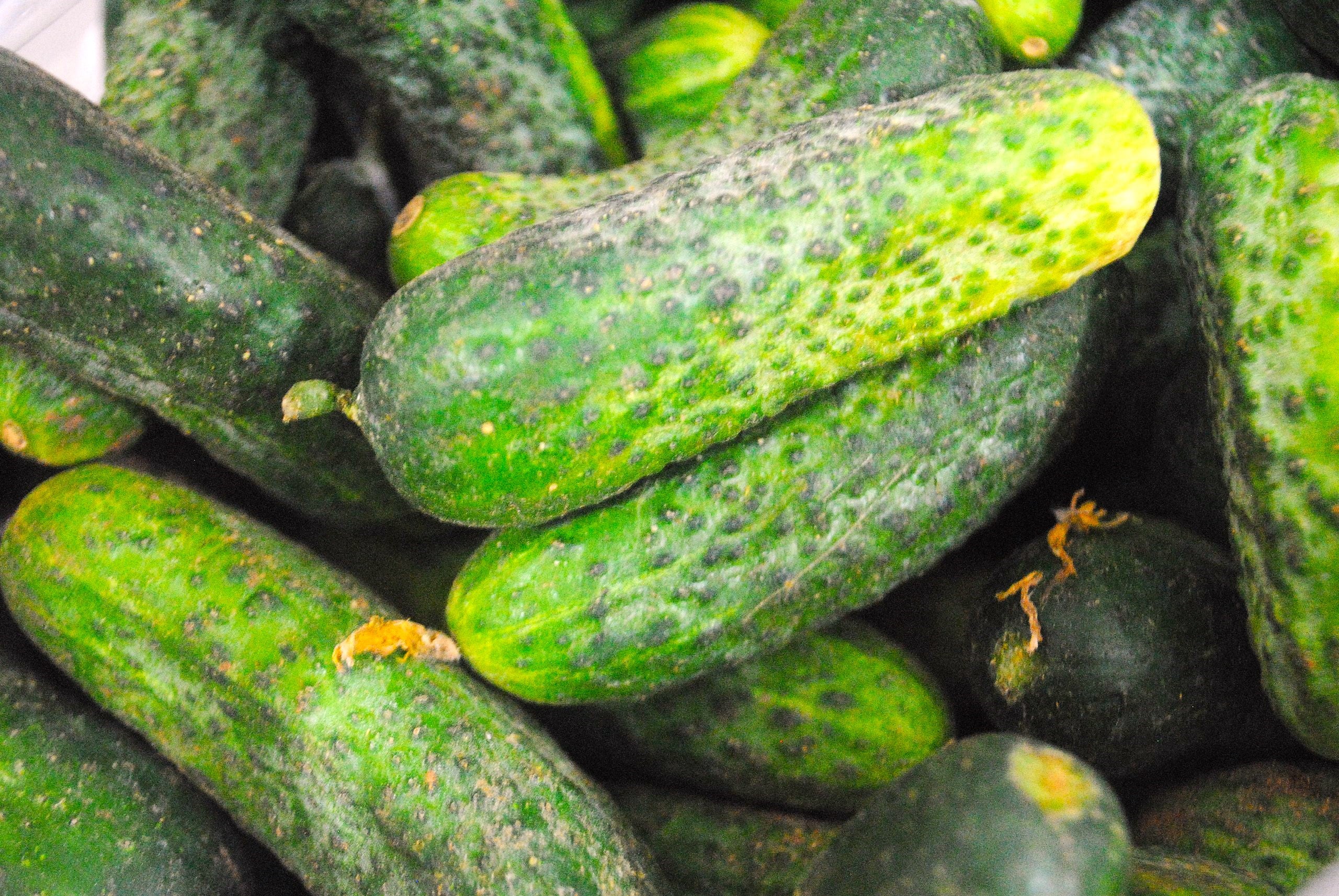 Boston Pickling Cucumber - Image 7