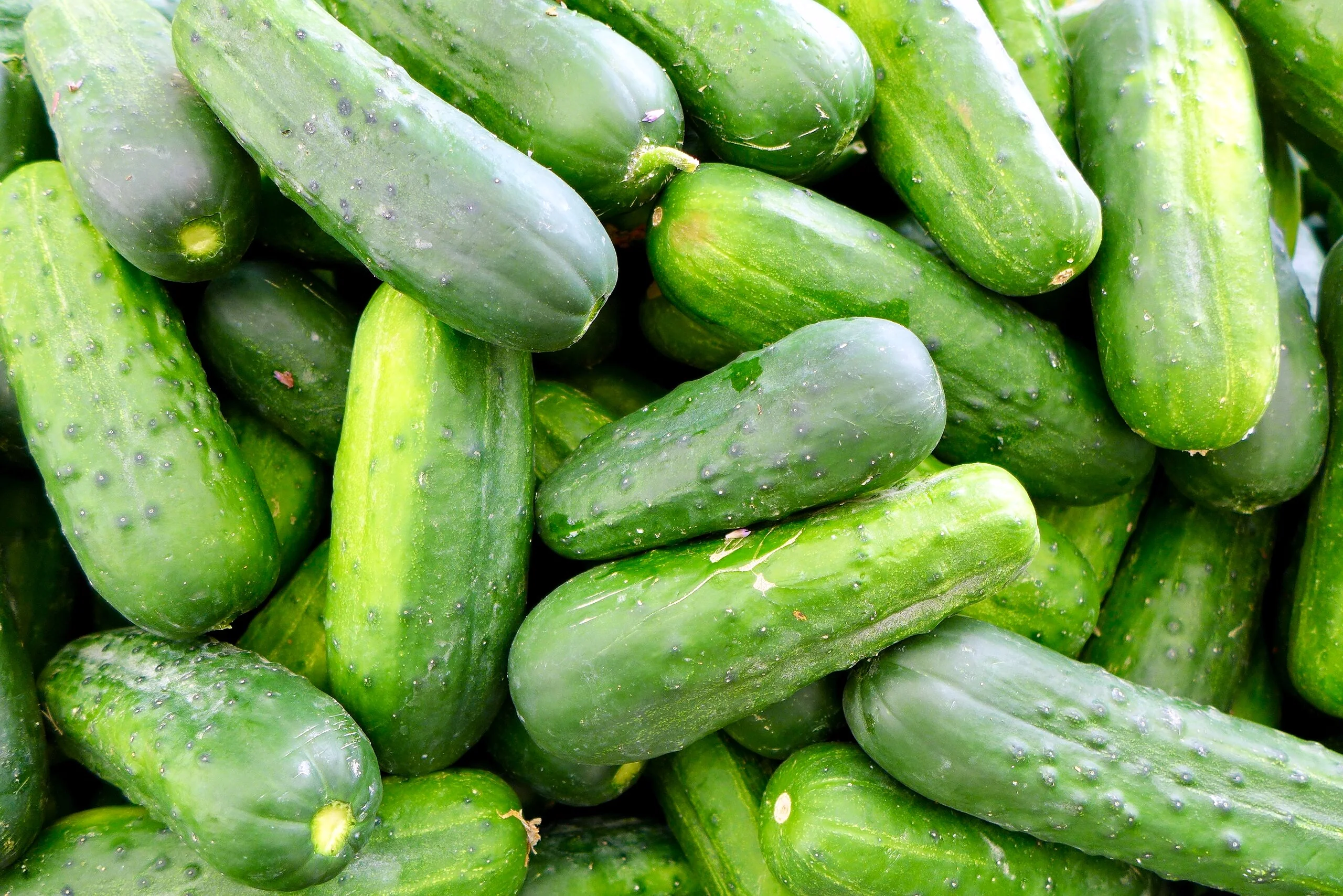 Boston Pickling Cucumber - Image 8