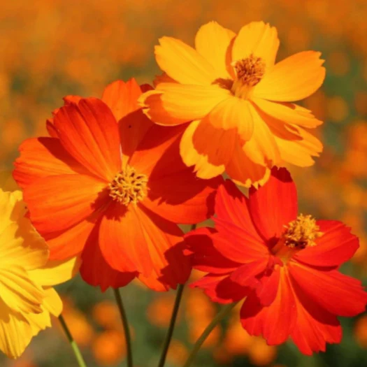Bright Lights Mix Sulphur Cosmos
