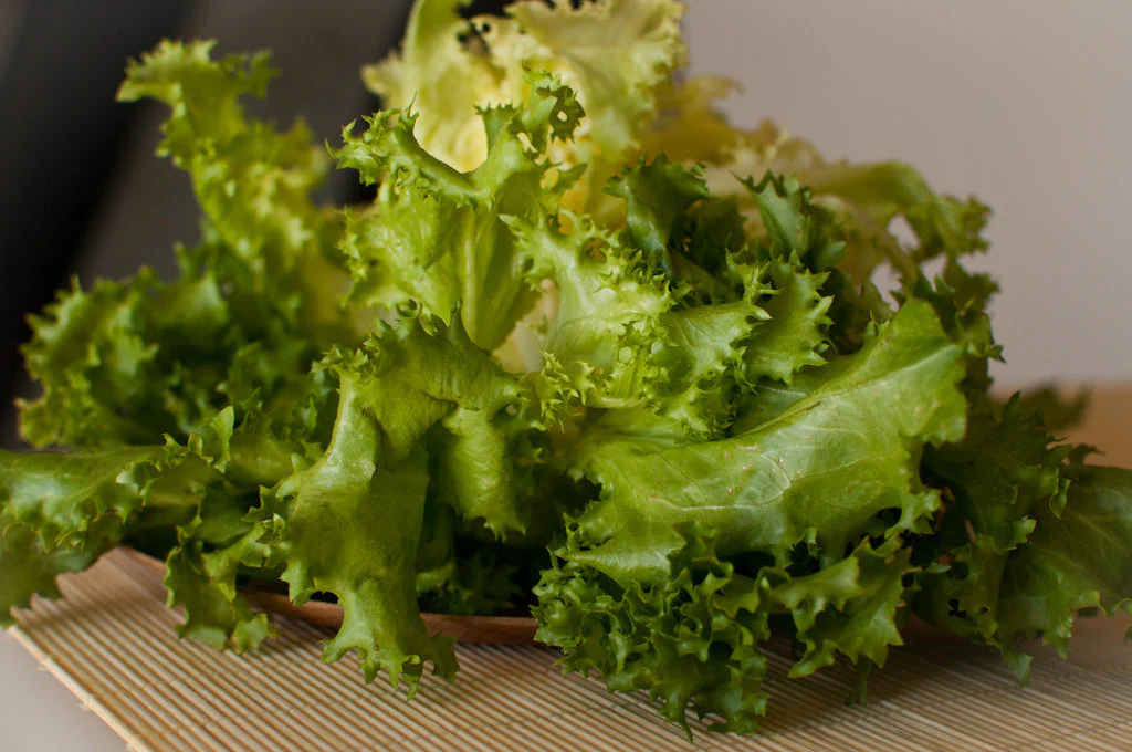 Broadleaf Batavian Endive - Image 3