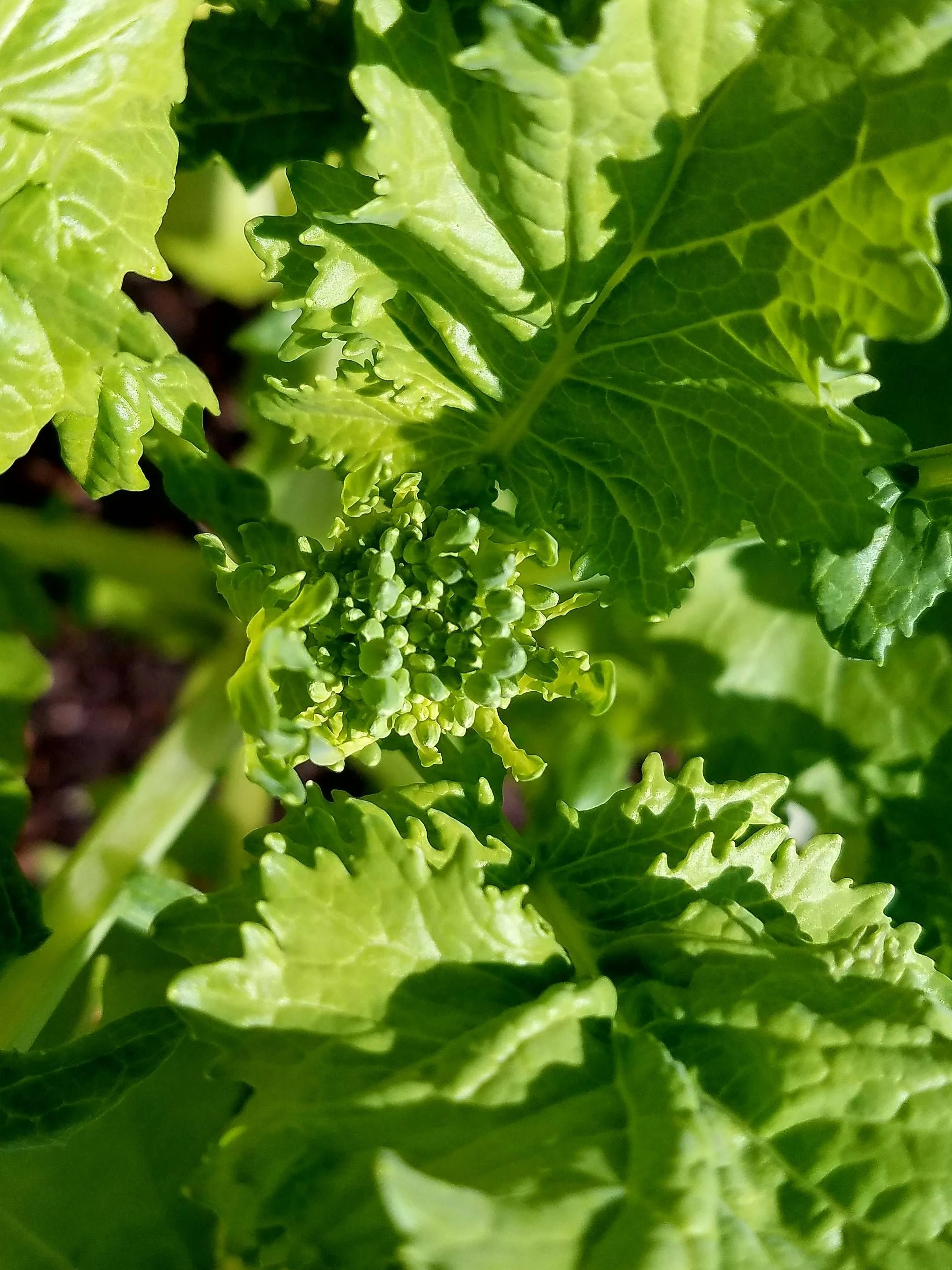 Broccoli Rabe (Rapini) - Image 3