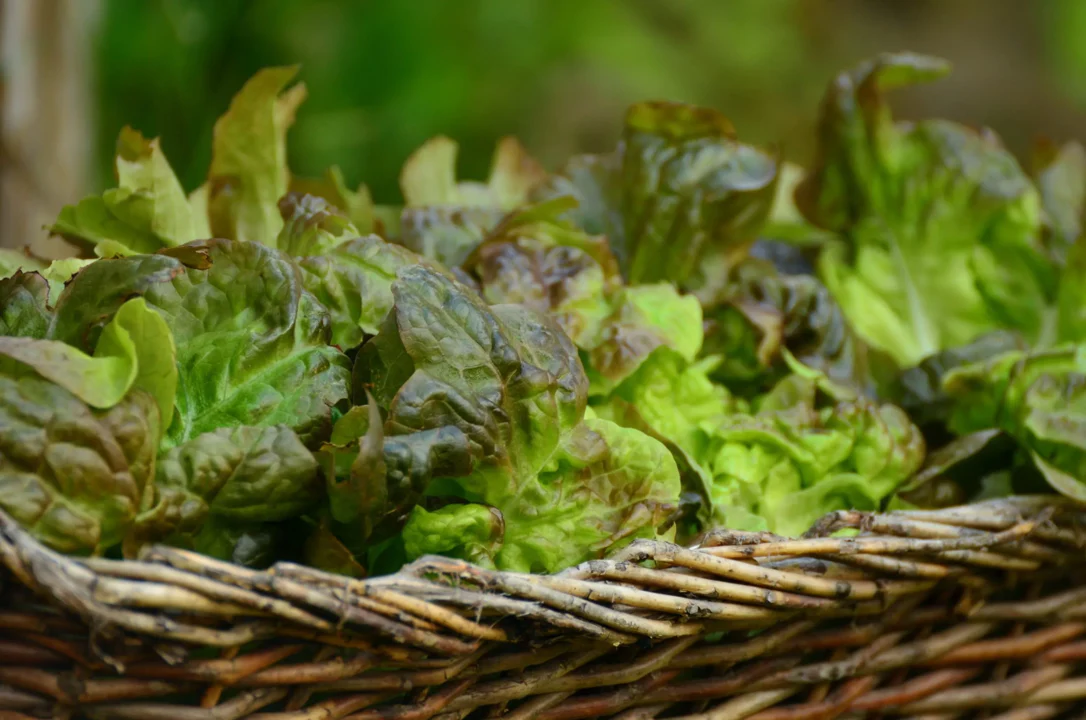 Bronze Mignonette Butterhead Lettuce - Image 3
