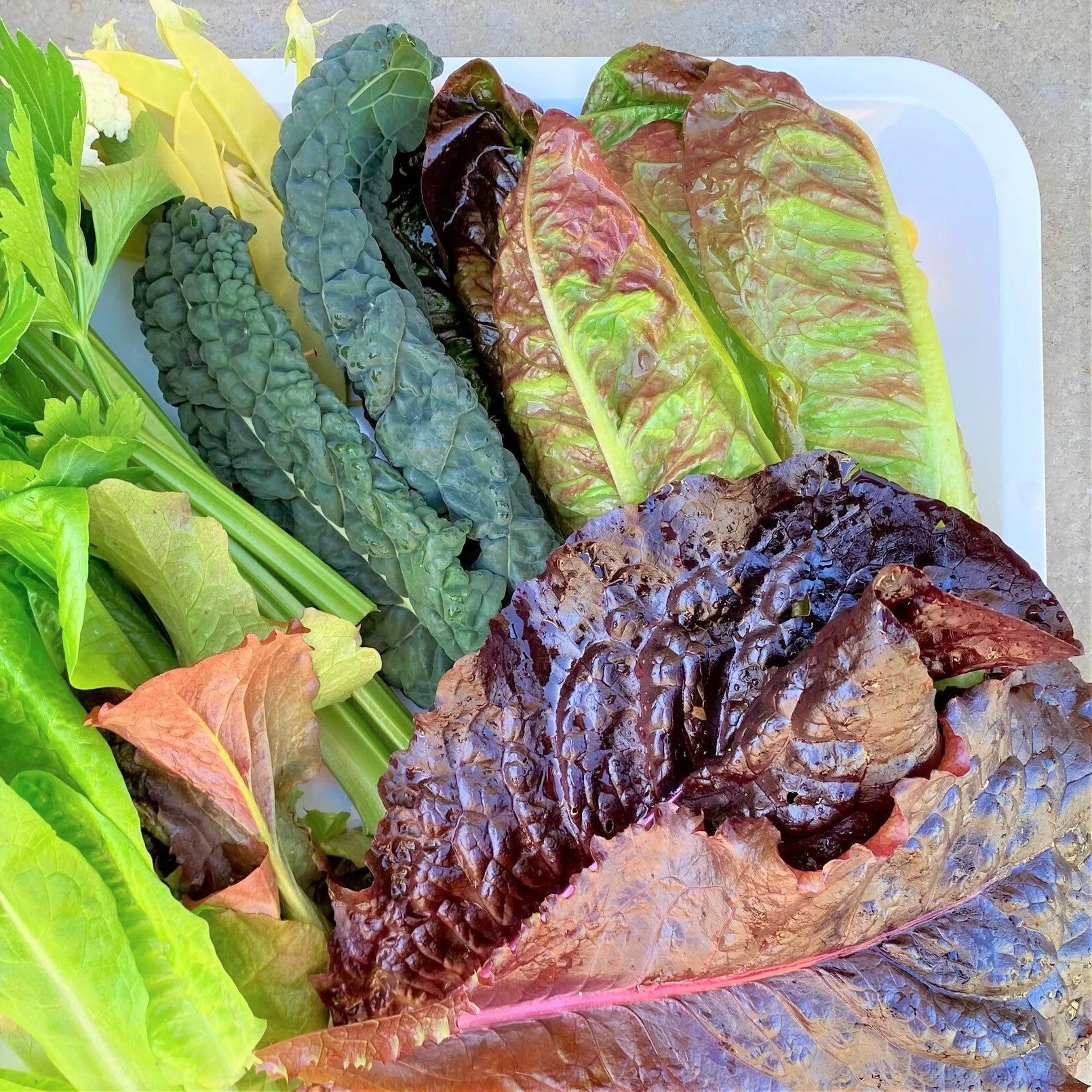 Bronze Mignonette Butterhead Lettuce - Image 5