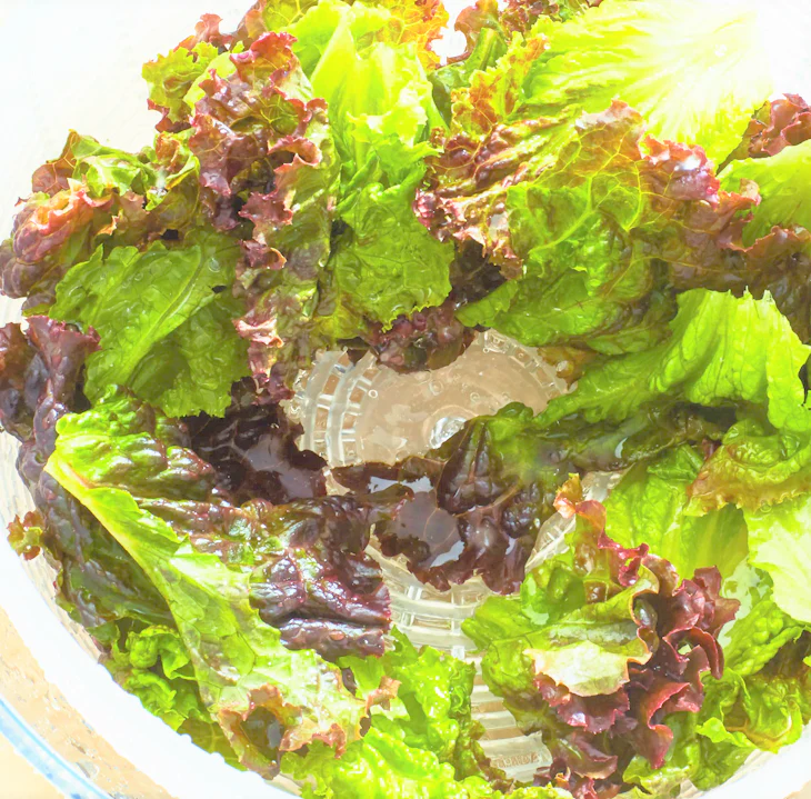 Bronze Mignonette Butterhead Lettuce - Image 6