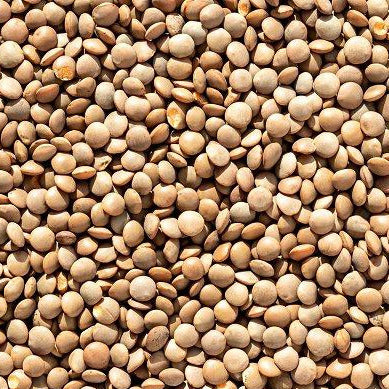 Brown Lentil