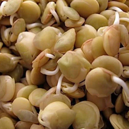 Brown Lentil - Image 2